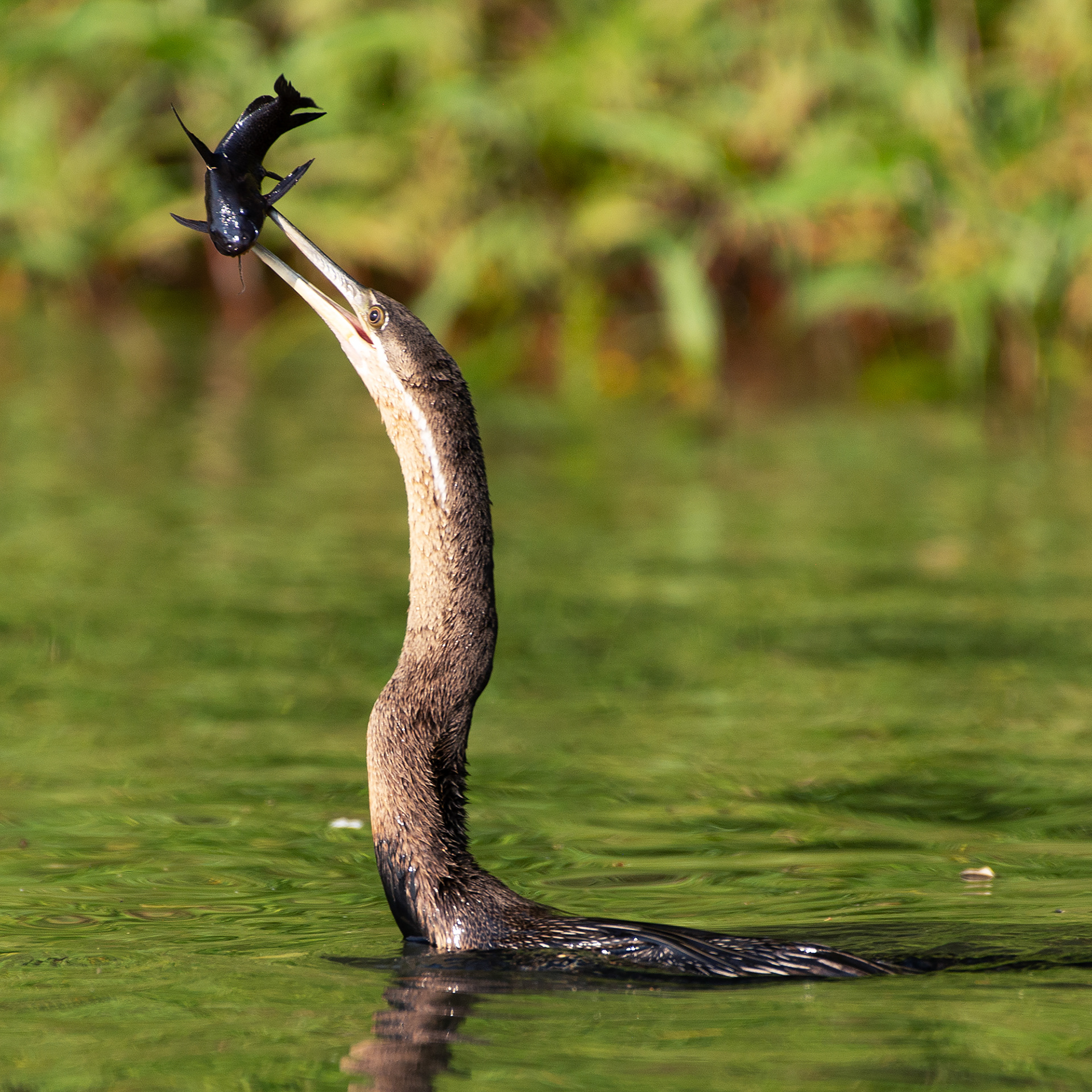 African darter (Botswana, 2024)