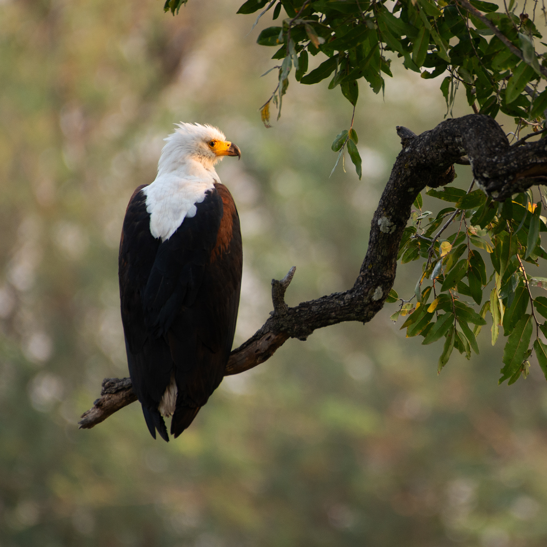 Fisheagle (Zambia, 2024)