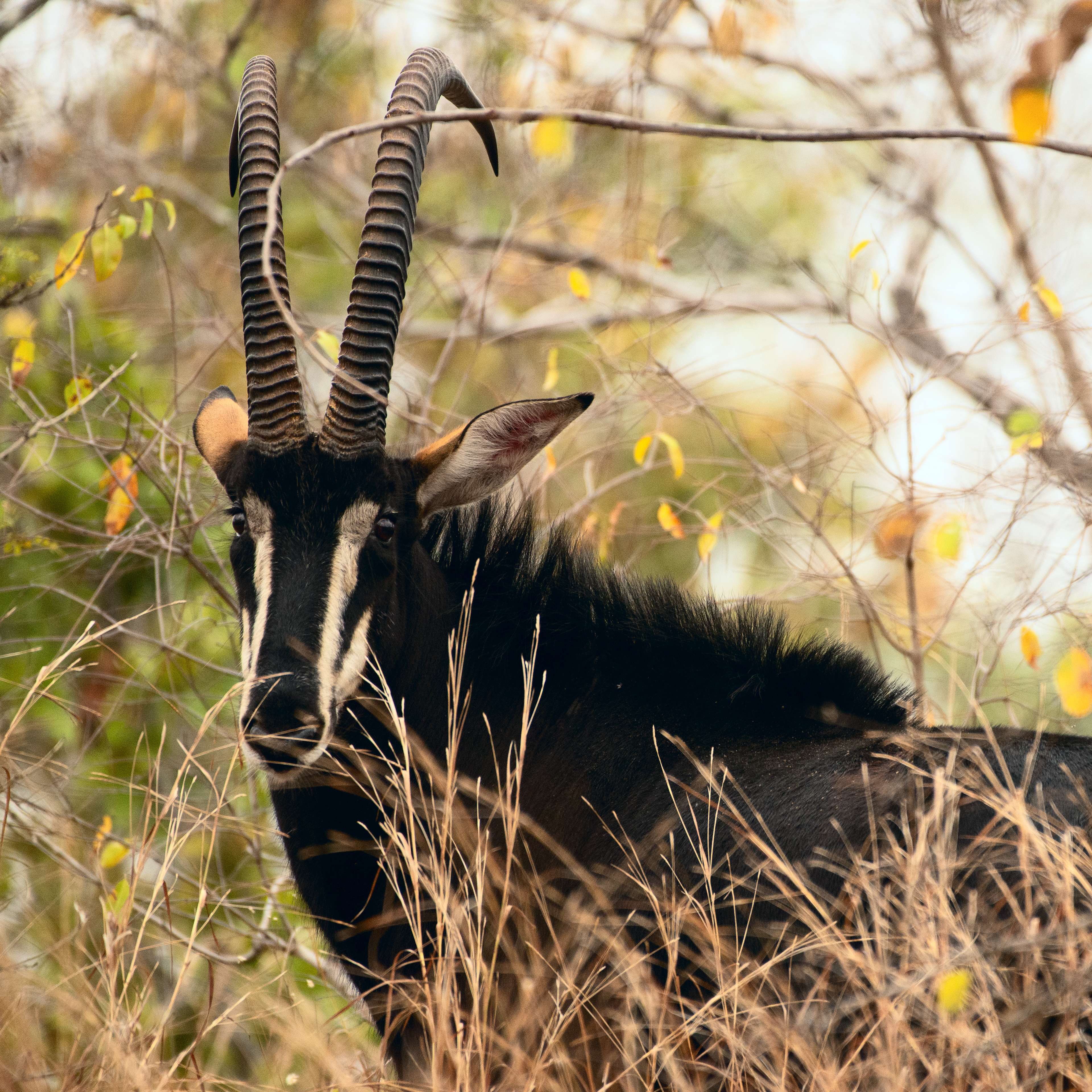 Sable antelope (Malawi, 2023)