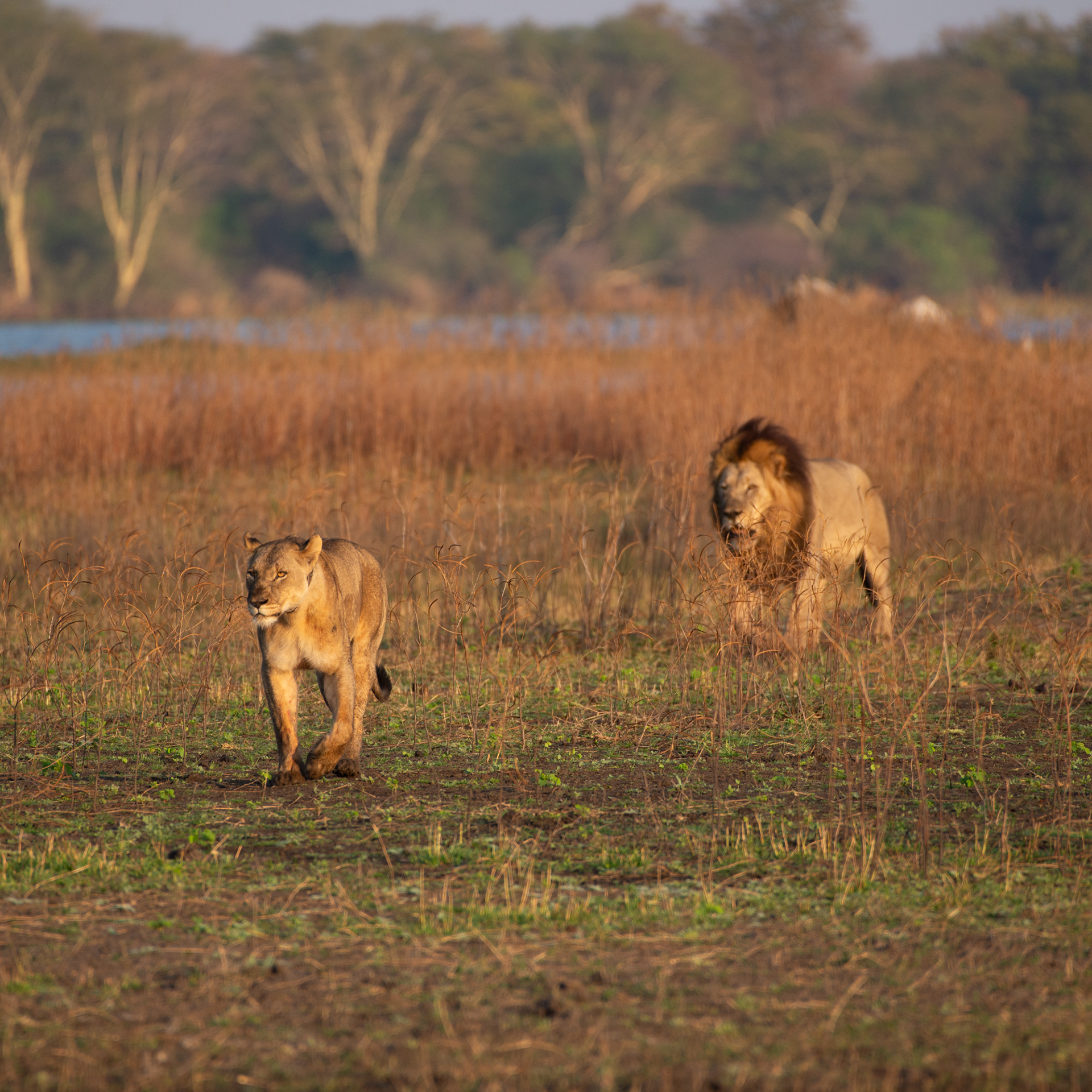 Lion (Malawi, 2023)
