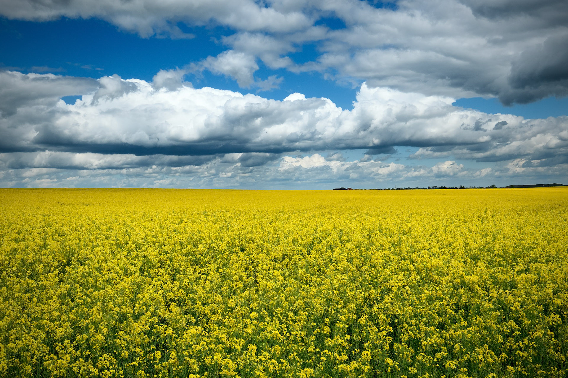 Symphony in yellow (Czech Republic, 2020)