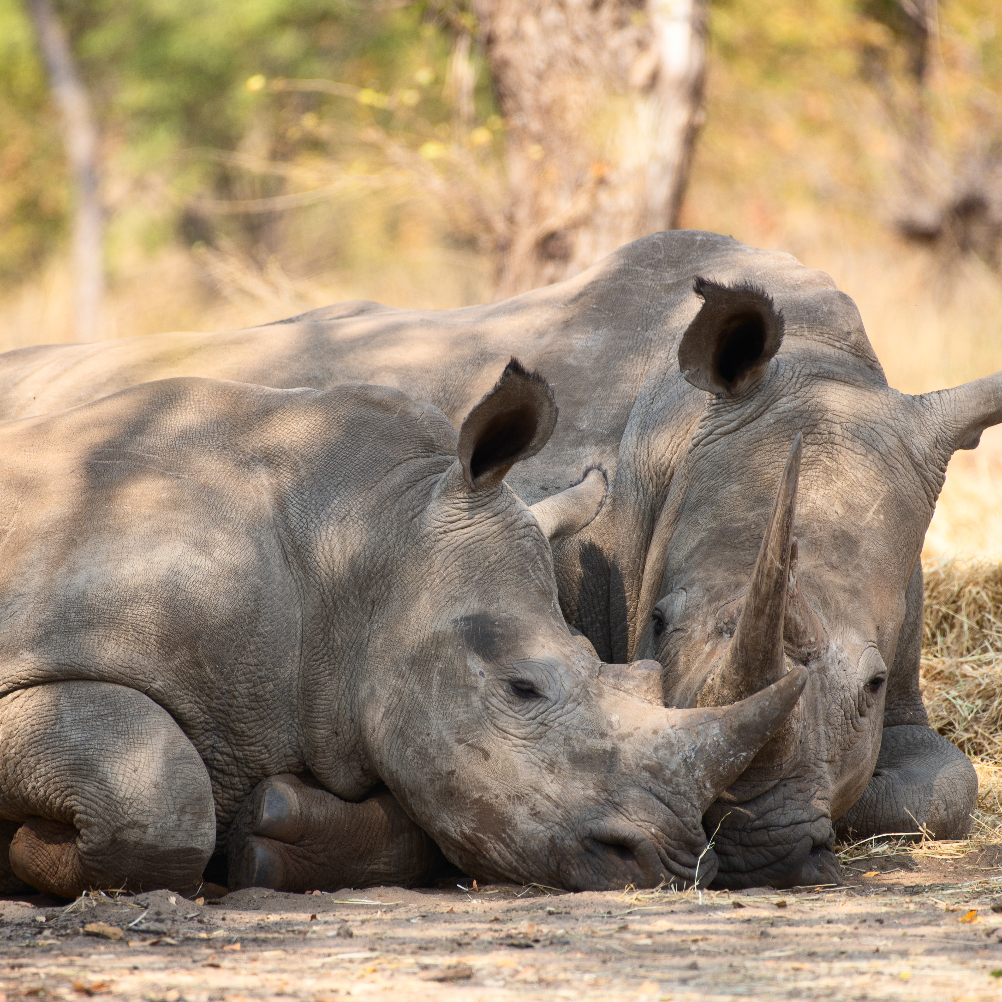 White rhino (Zambia, 2024)