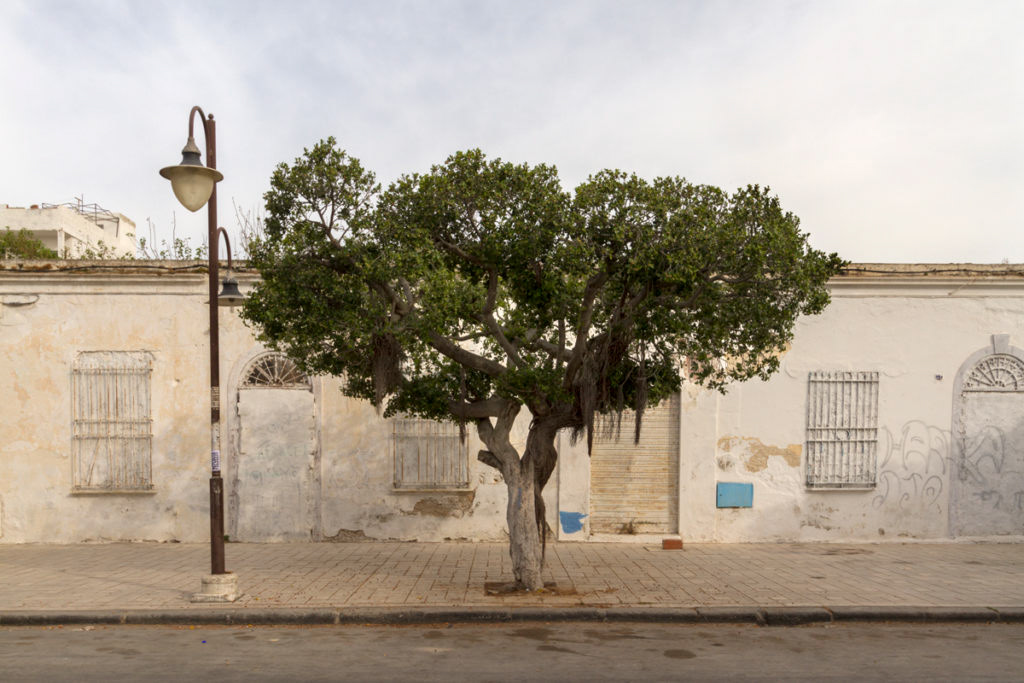 Empty street of La Goulette, Tunisia. Early in the morning, in the middle a beautiful tree stand not so hight slighly taller than the building at the back that have just the ground floor. Windows and doors are closed. The sky is light a bit cloudy.