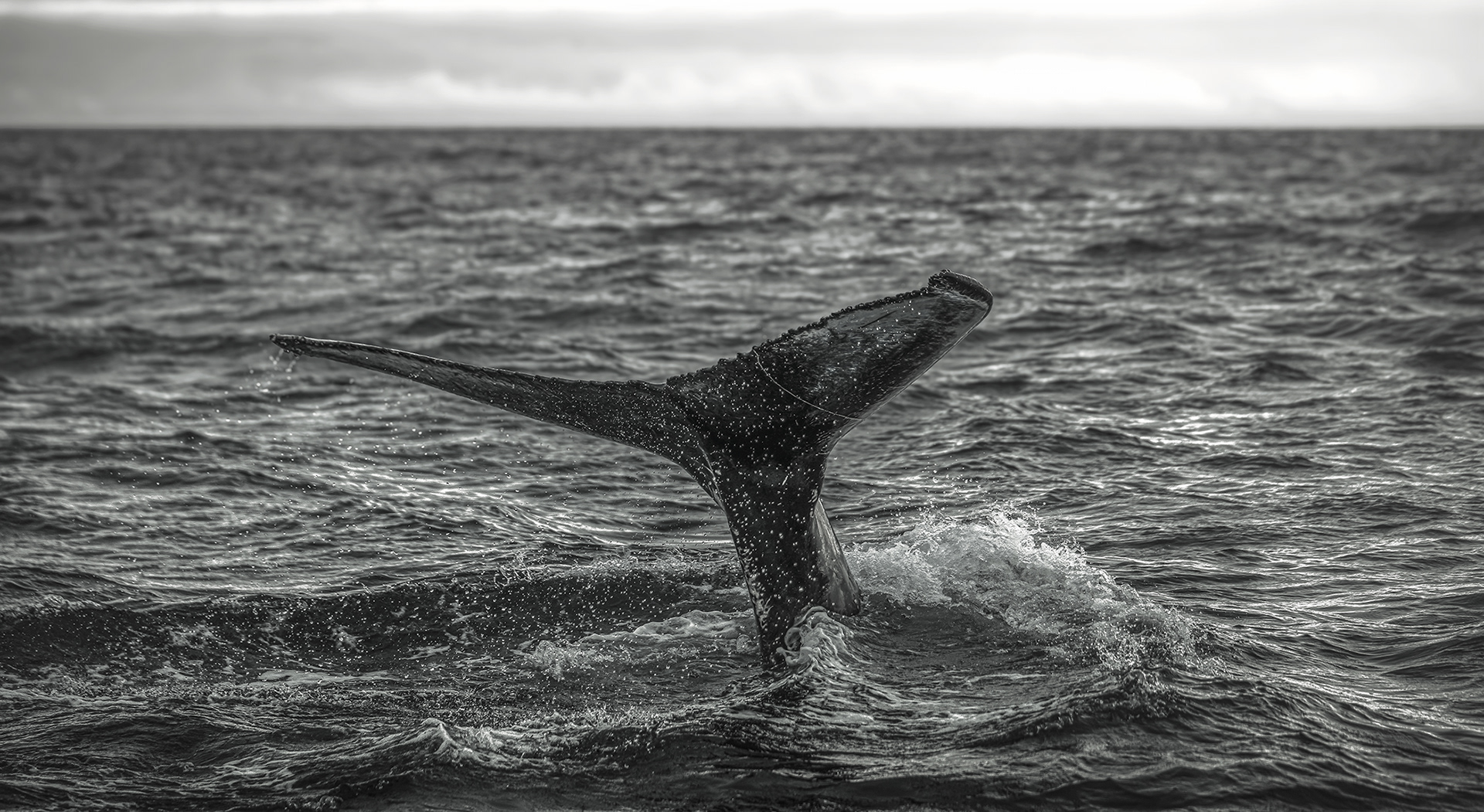 Humpback Fluke