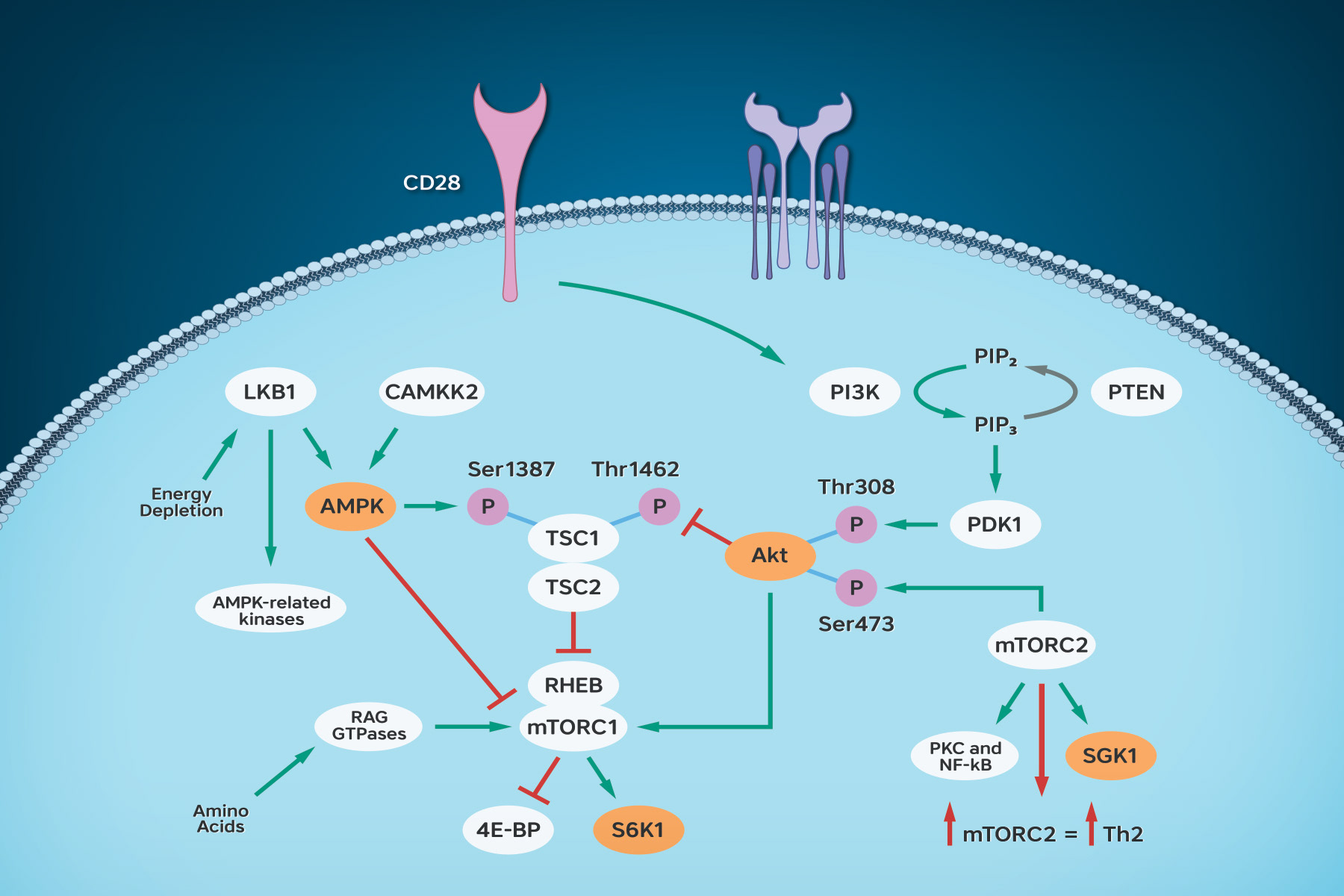 T-Cell Pathway
