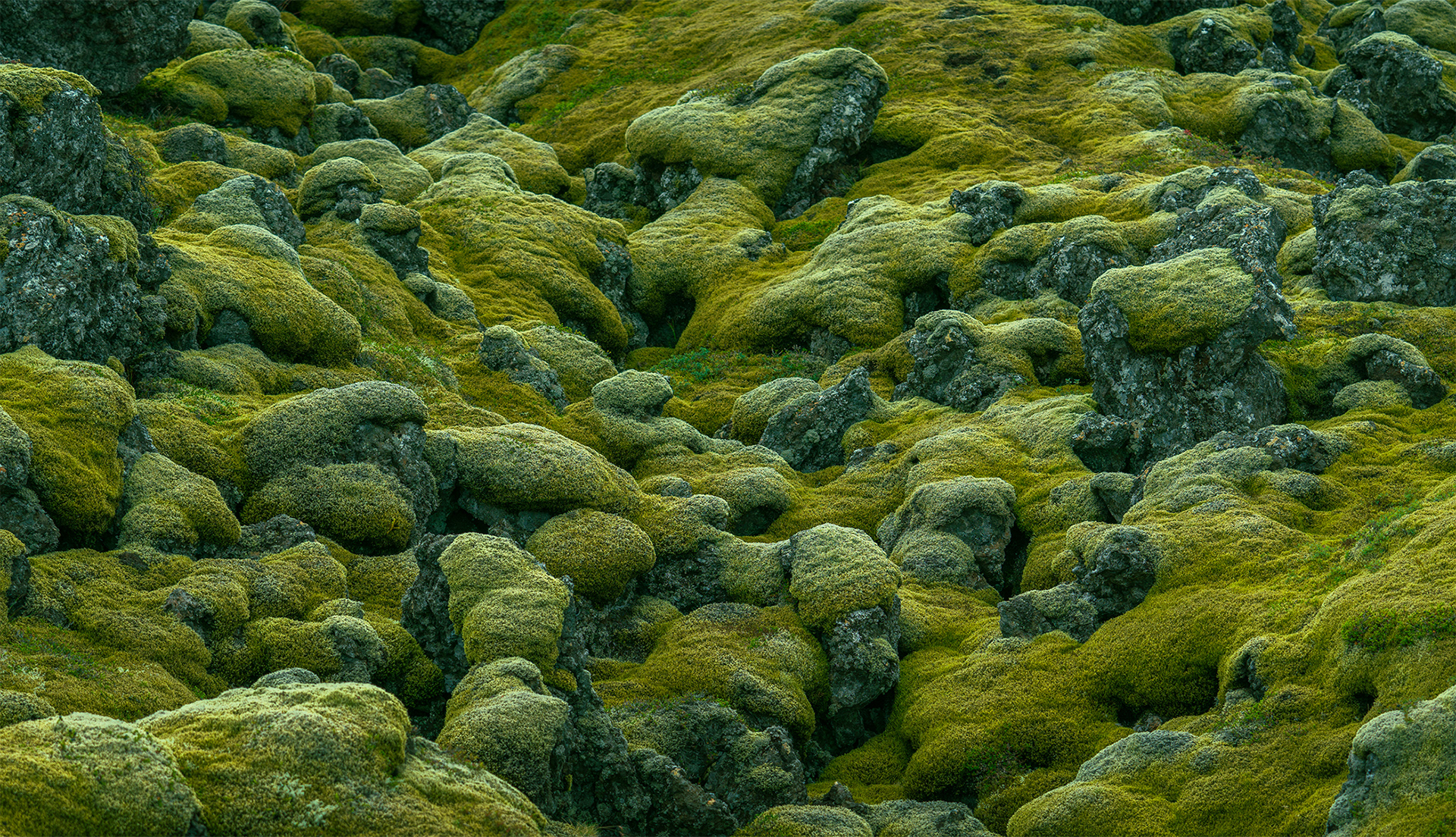 Moss on Lava Rocks