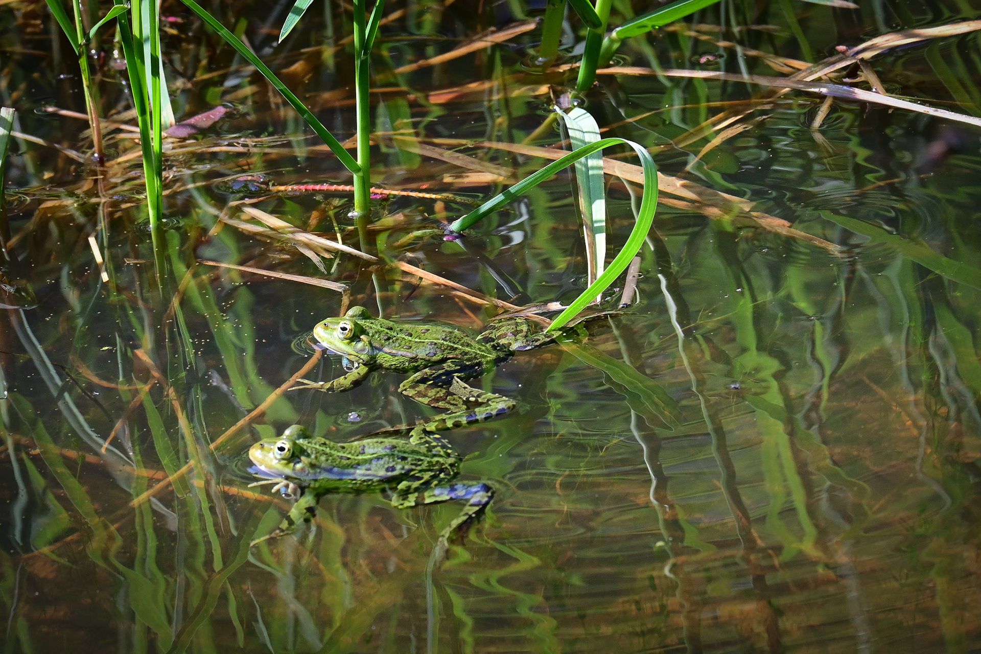 Froschkonzert 2026