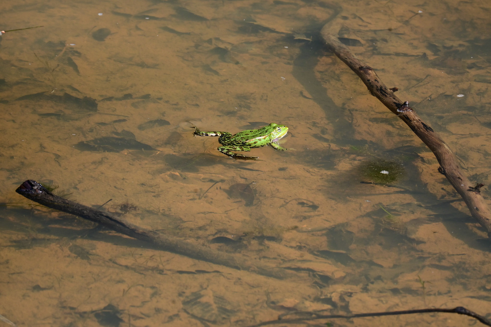 Froschkonzert 2026