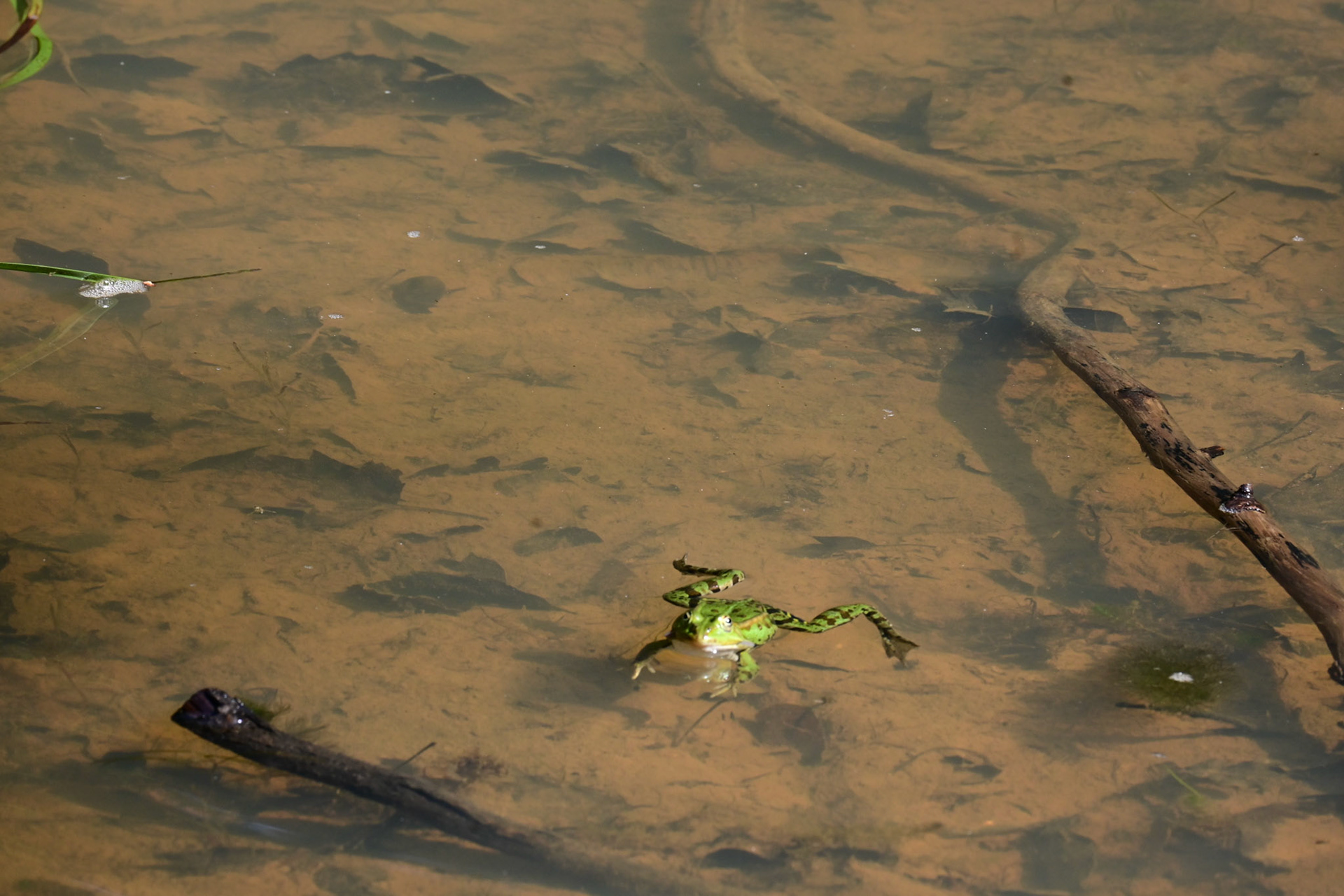 Froschkonzert 2026