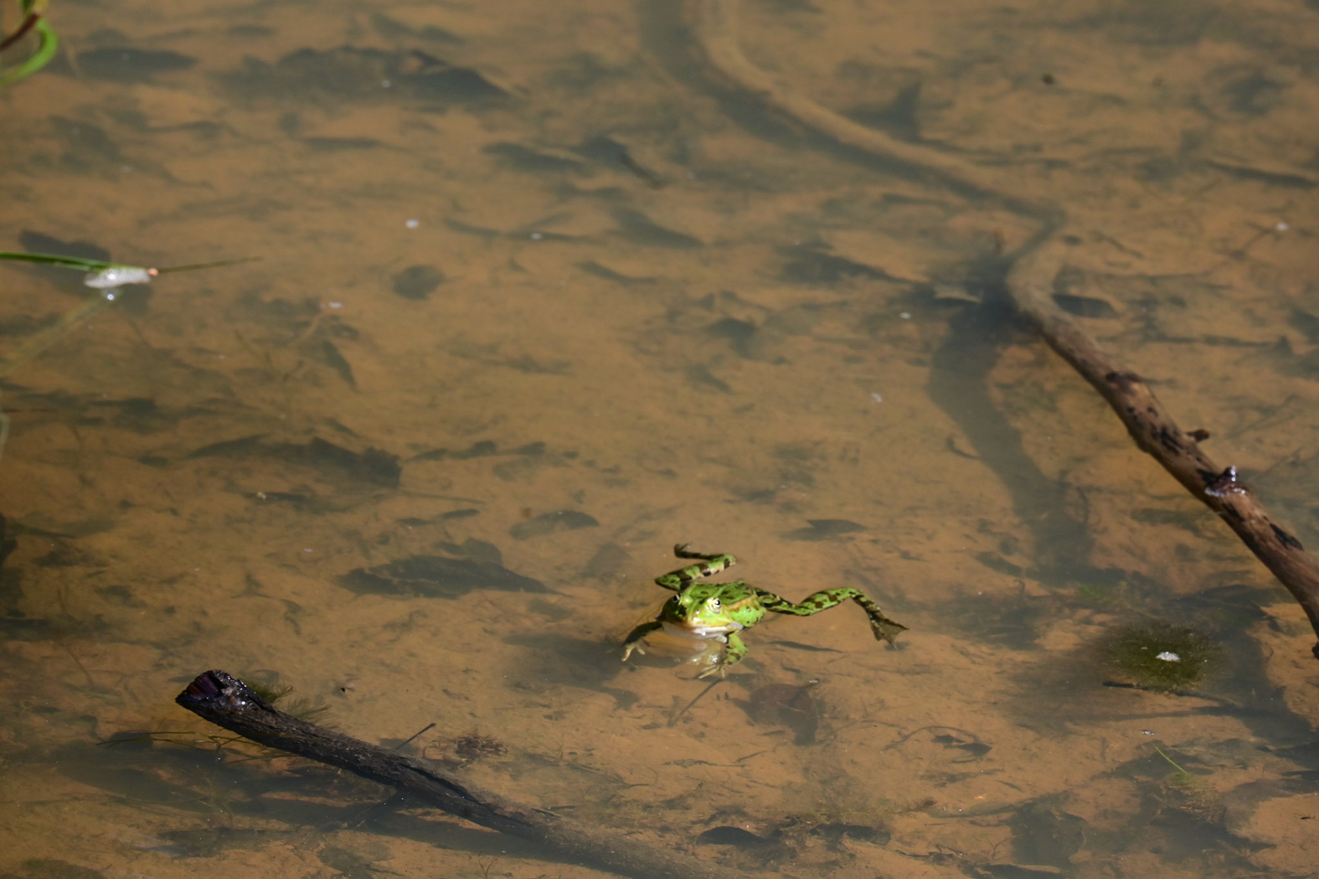 Froschkonzert 2026