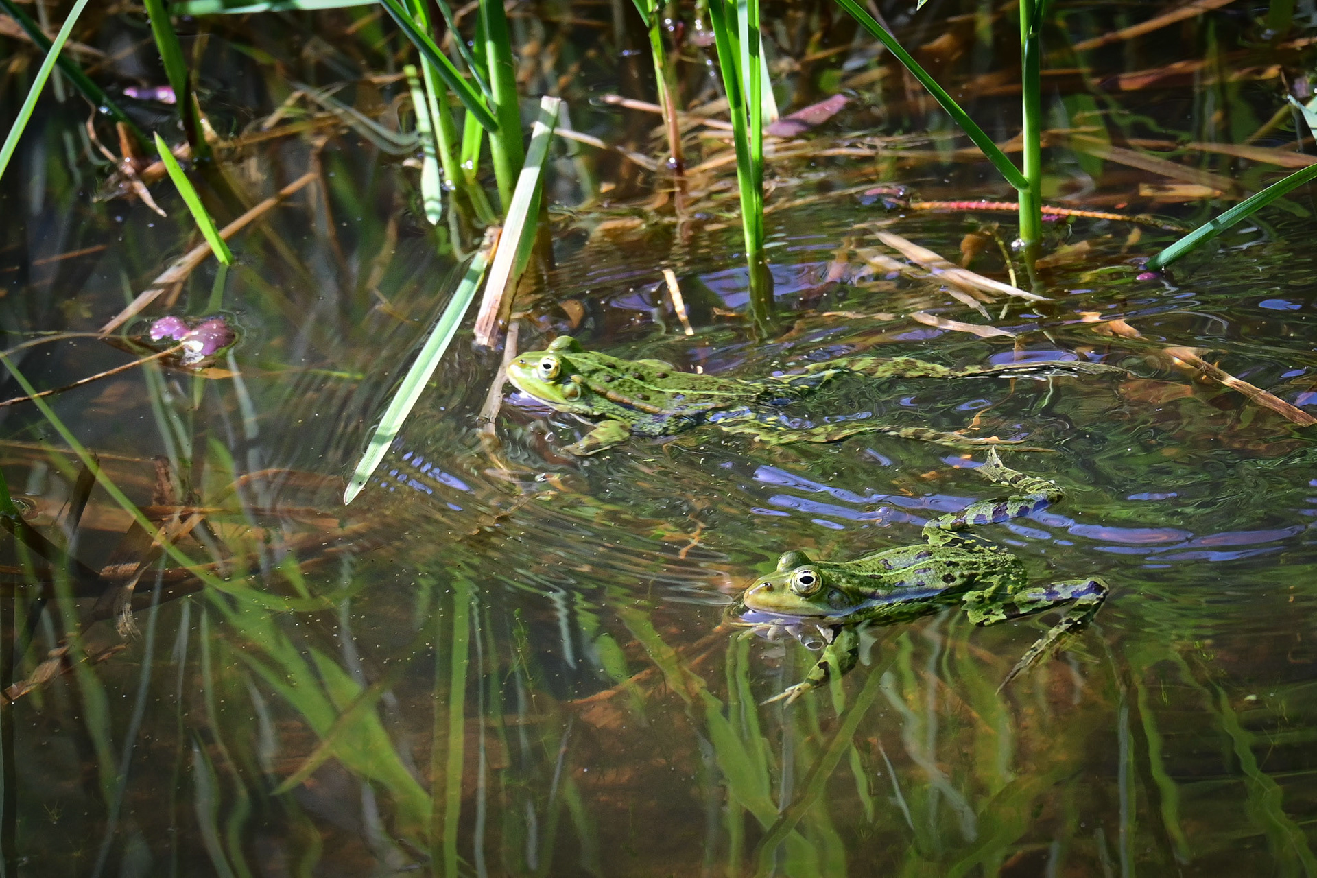 Froschkonzert 2026
