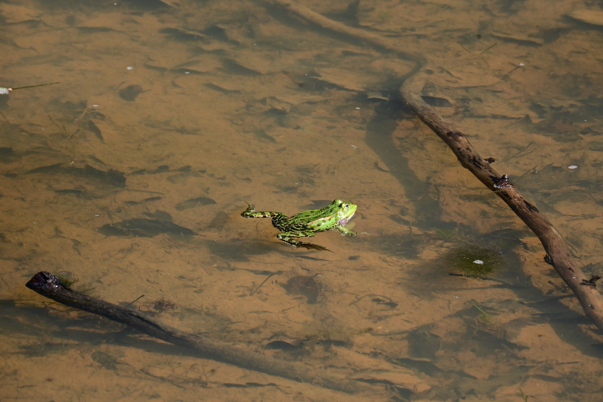 Froschkonzert 2026