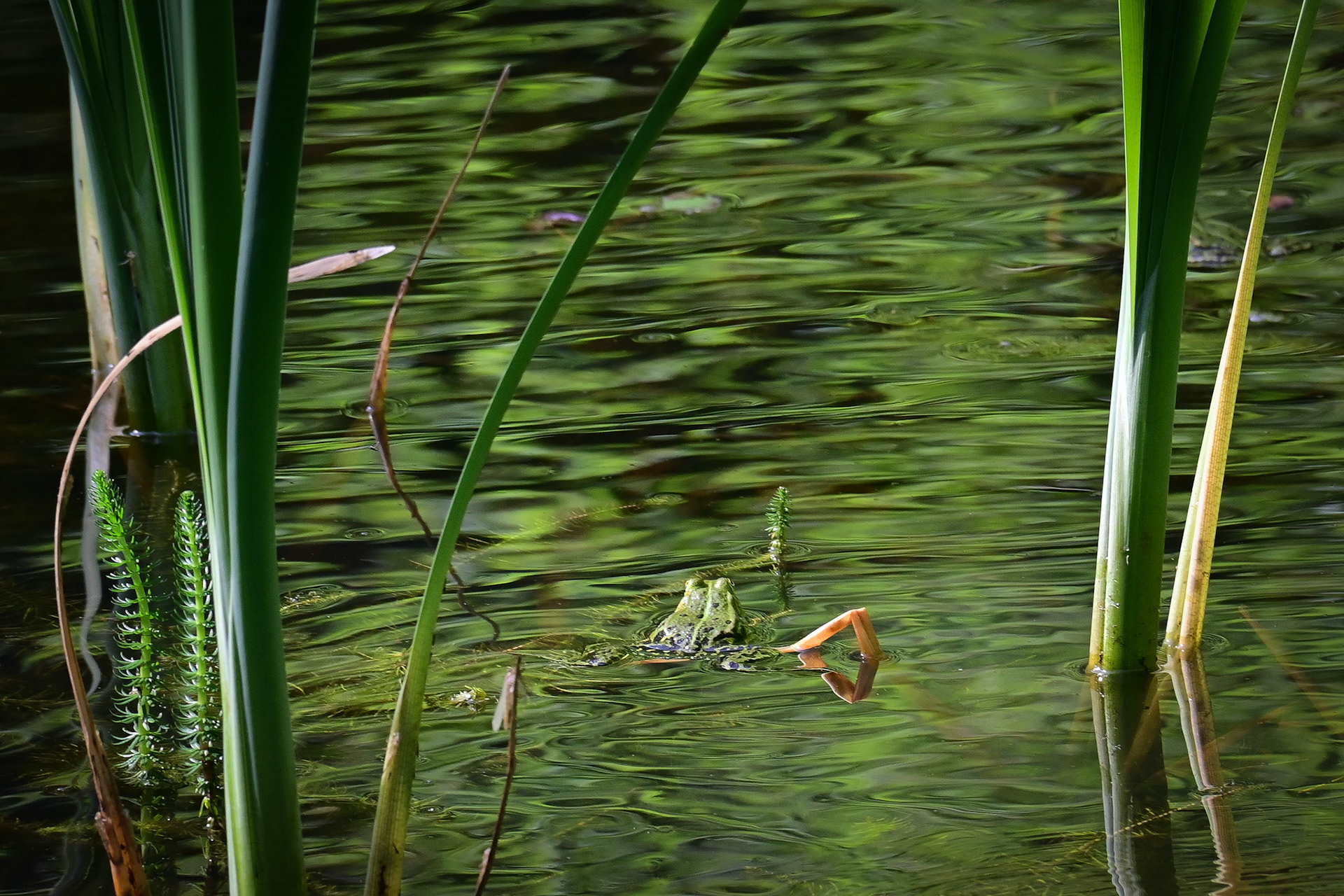 Froschkonzert 2026