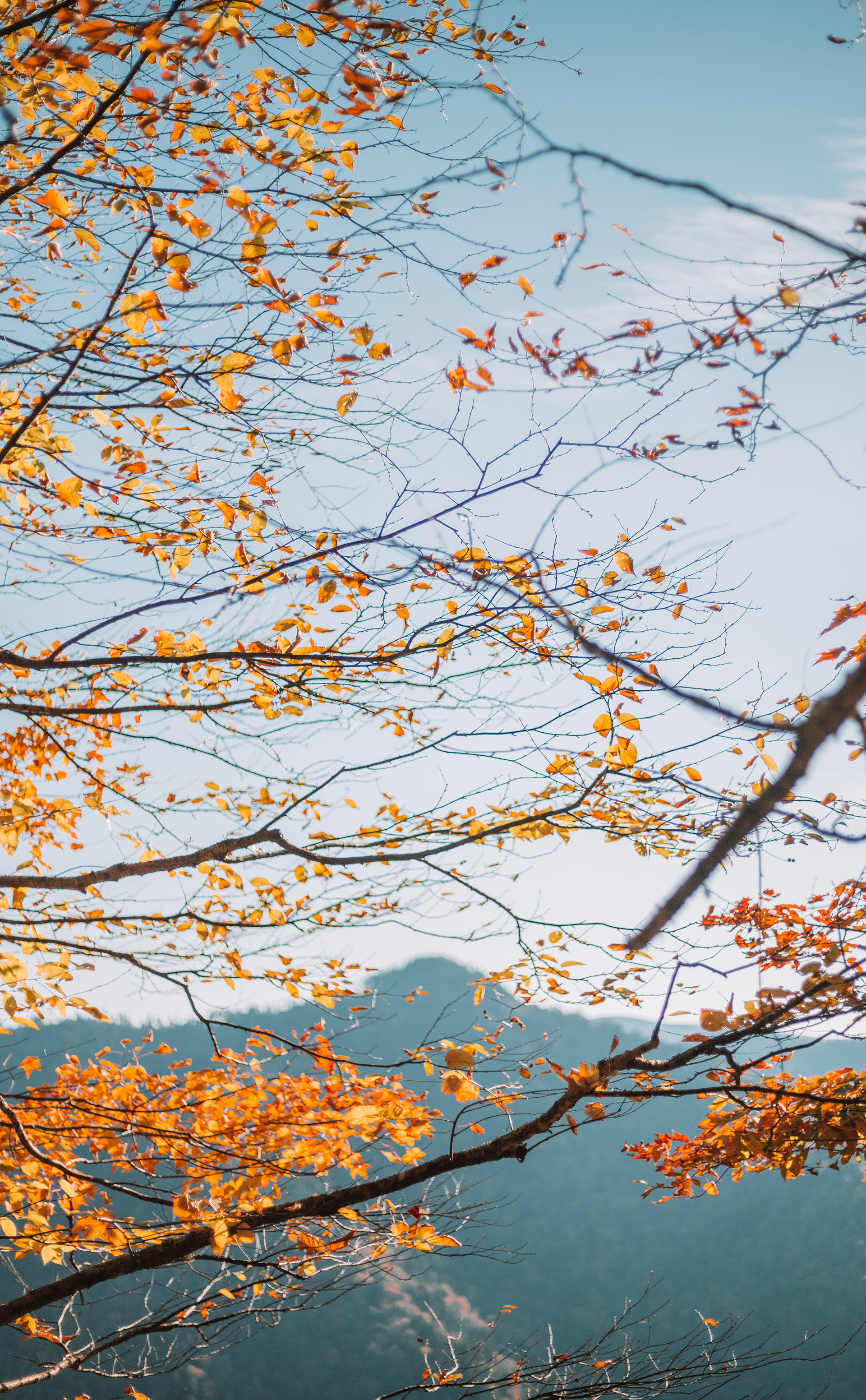 Great Smoky Mountains