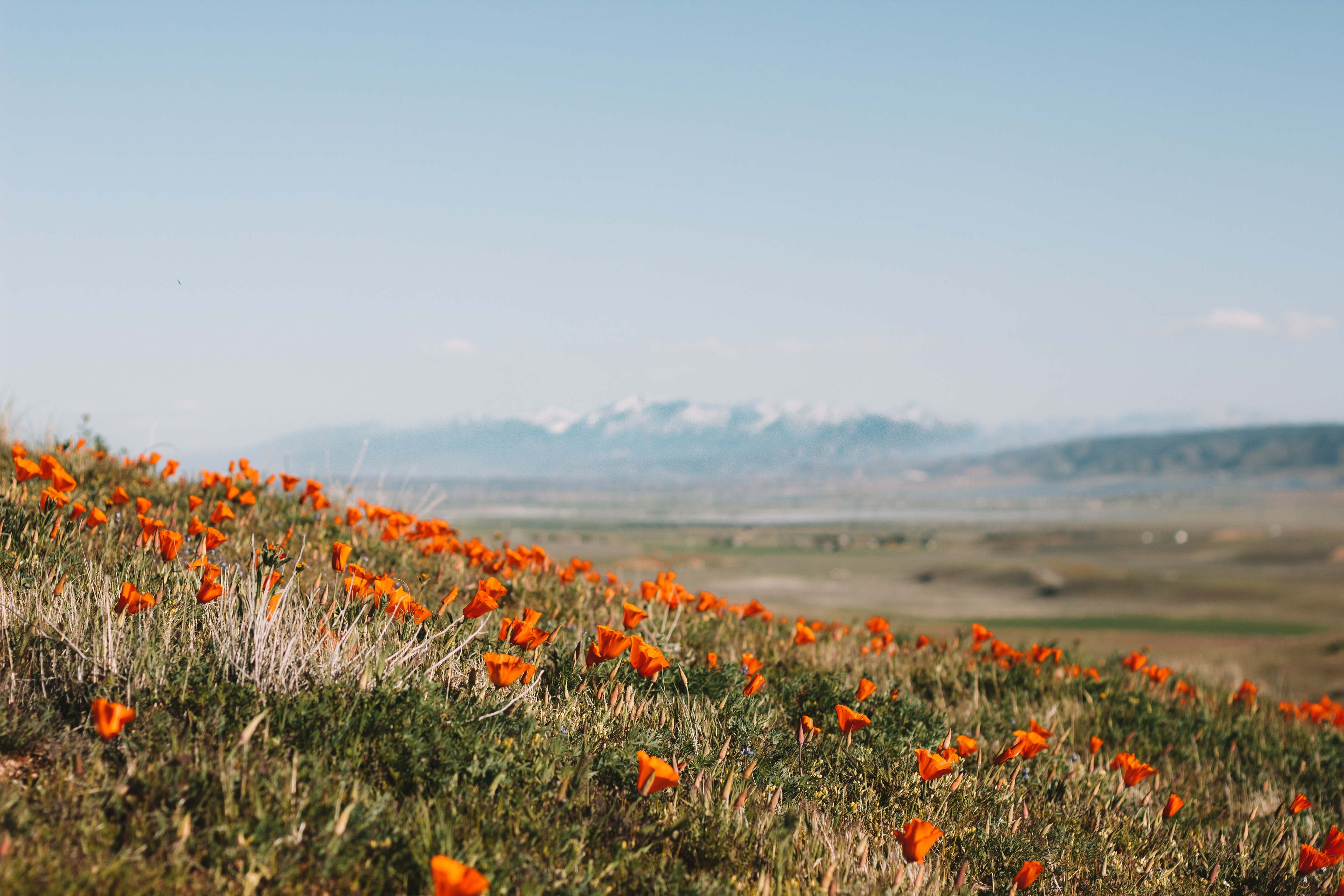 Poppy Fields, CA