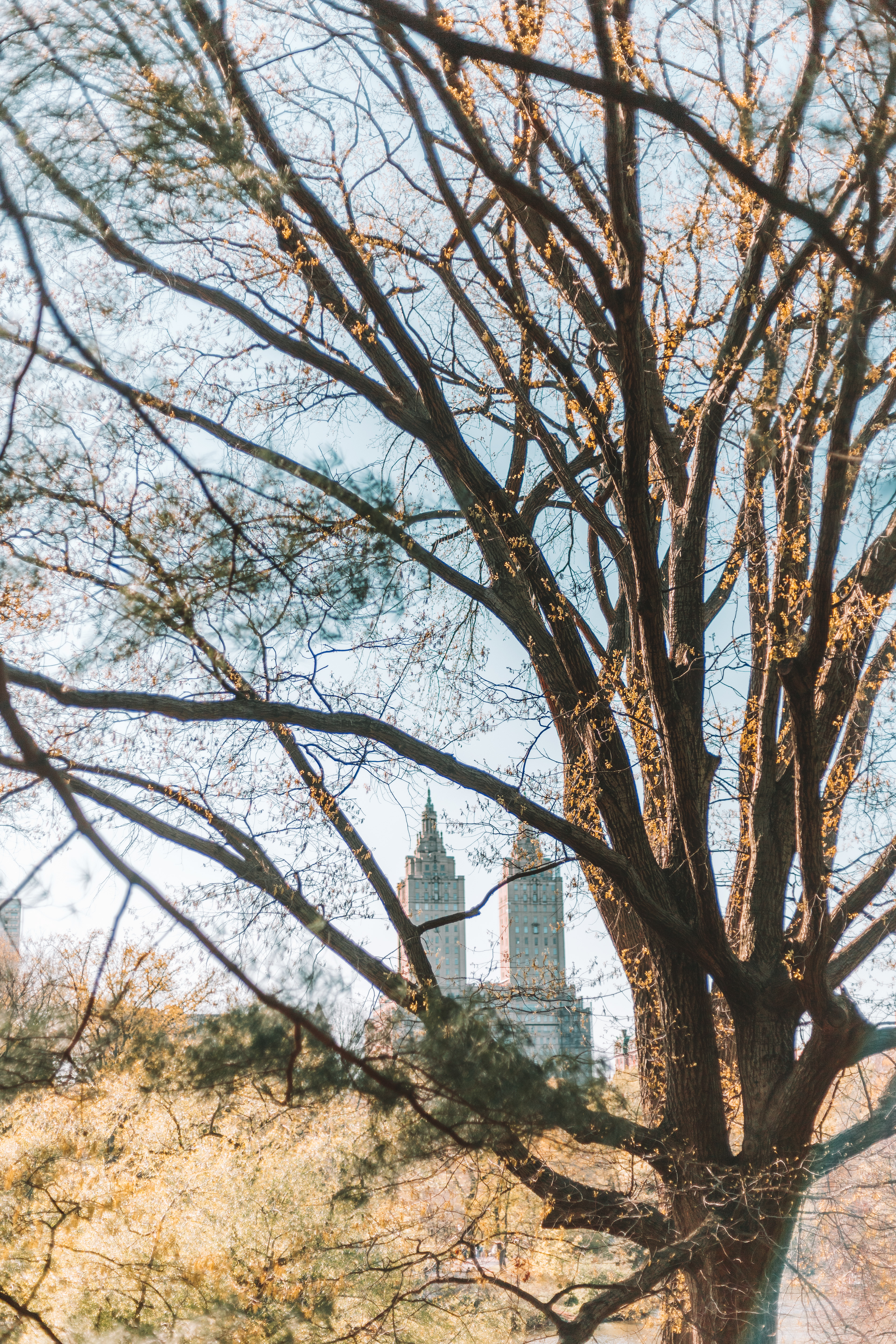 Central Park, NYC