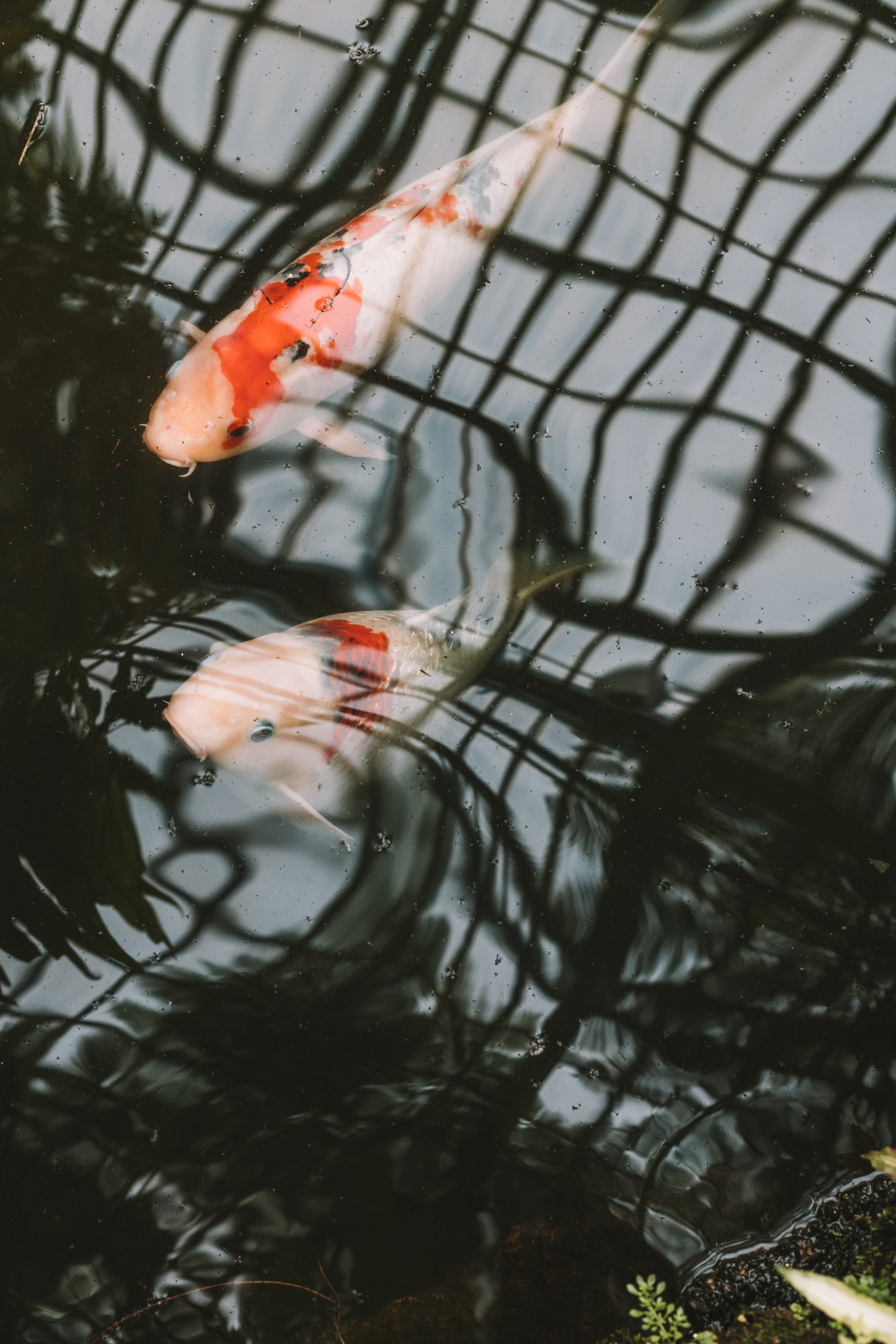 Coy fish, Garfield Park Conservatory