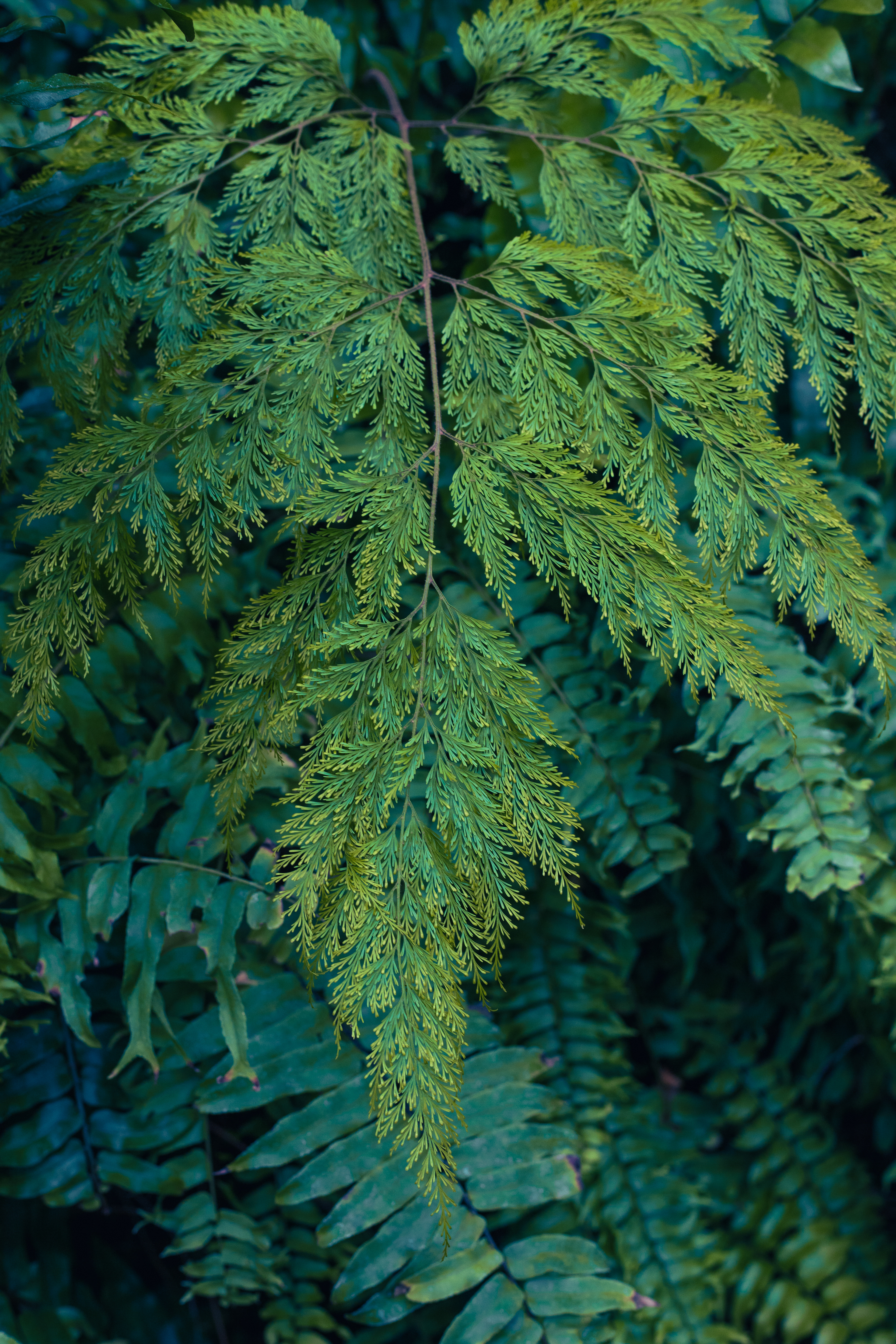 Ferns, Garfield Conservatory