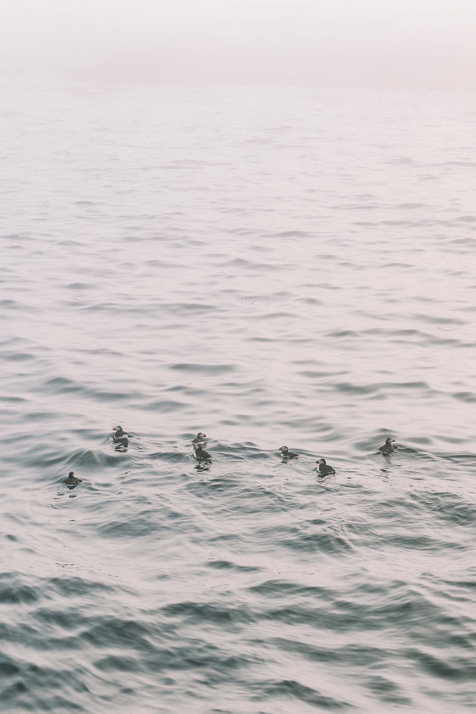 Puffins off the coast of Maine
