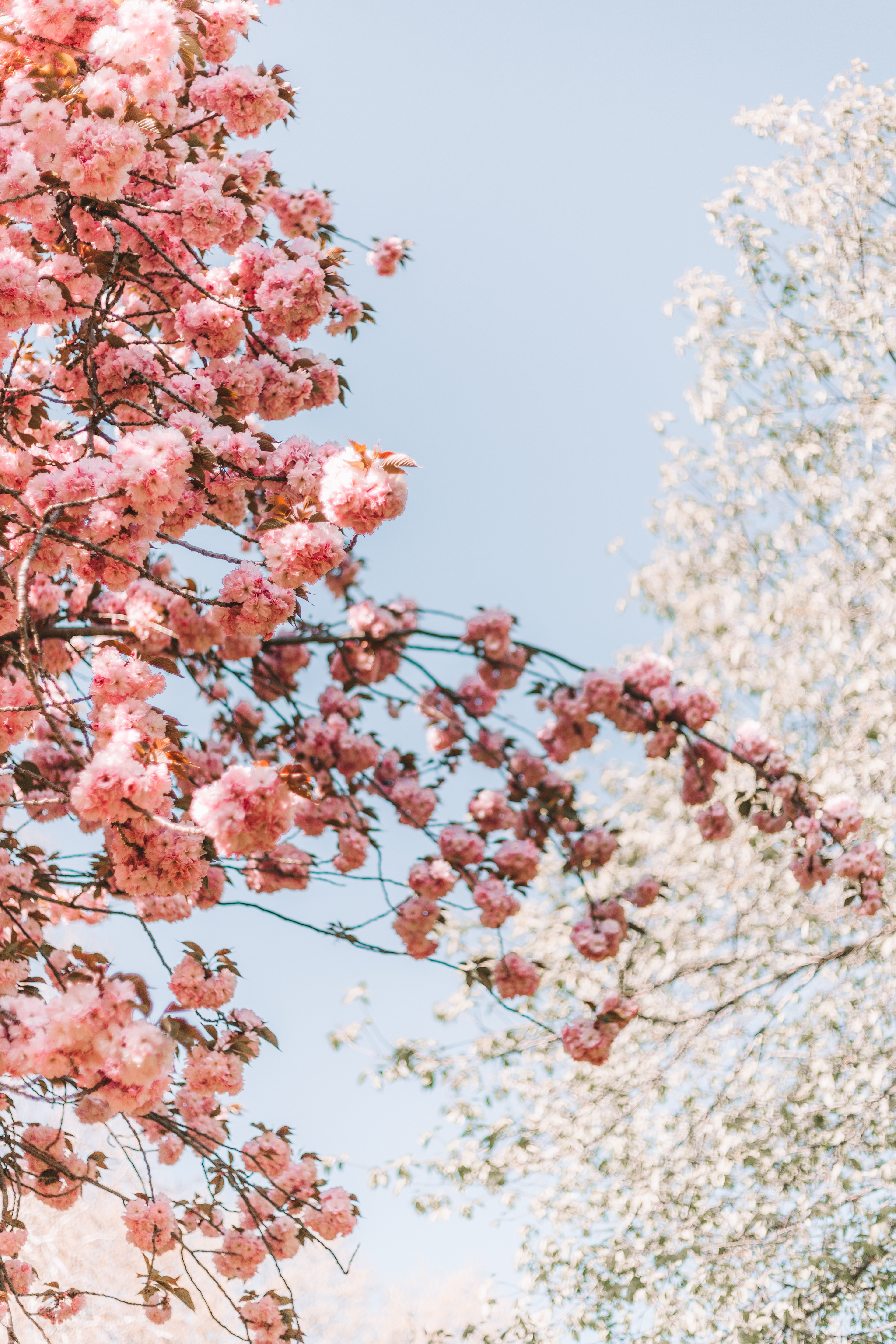 Cherry Blossoms, NYC