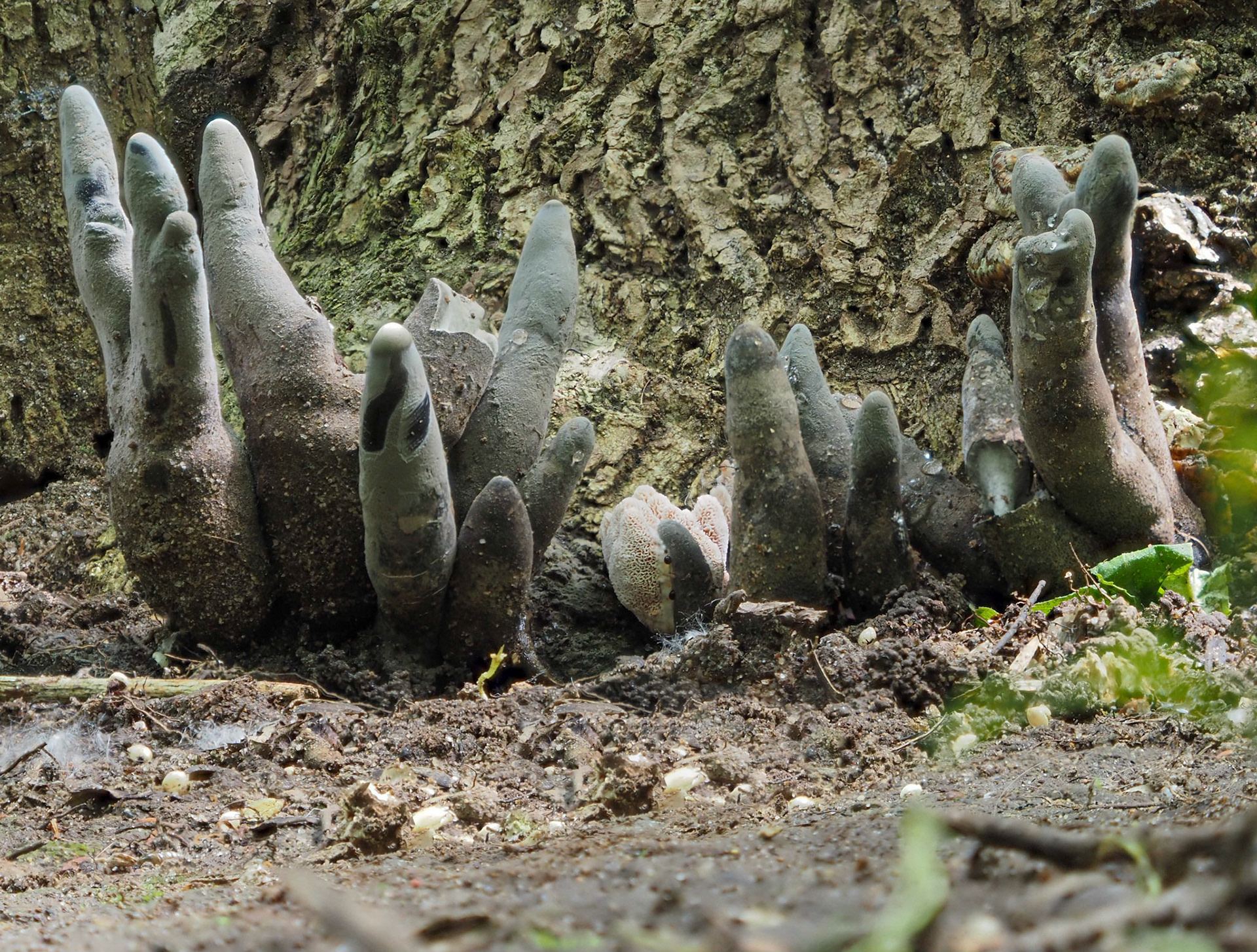 Deadman's fingers