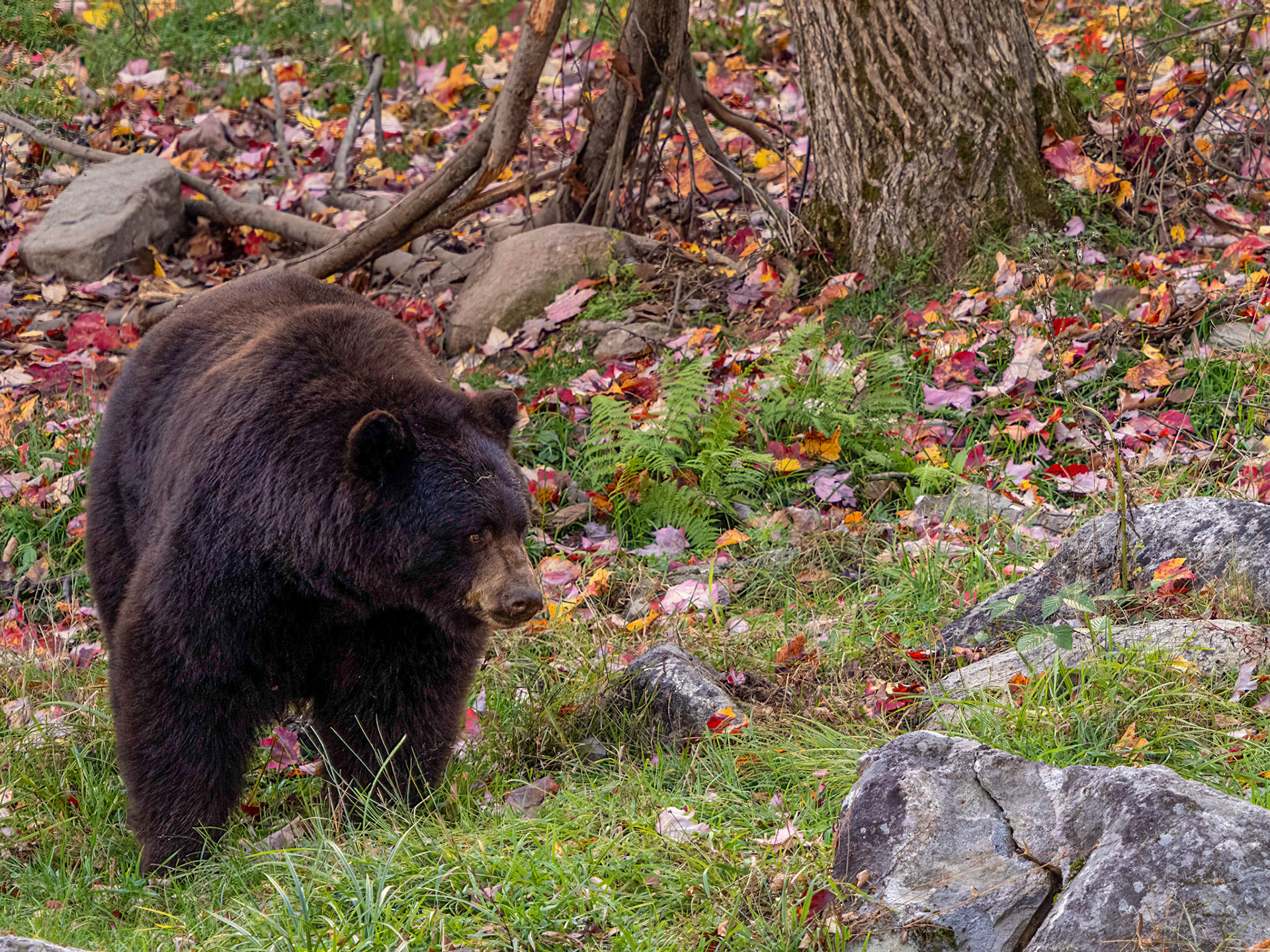 Cinnamon bear
