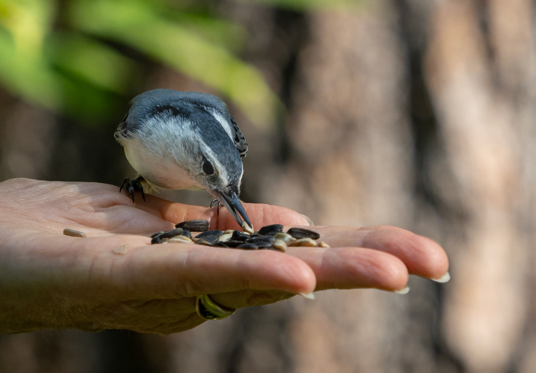nuthatch