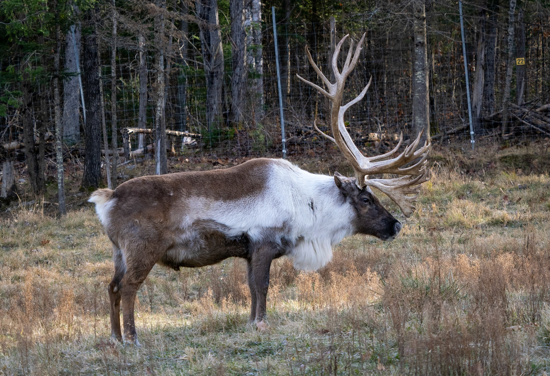 Caribou