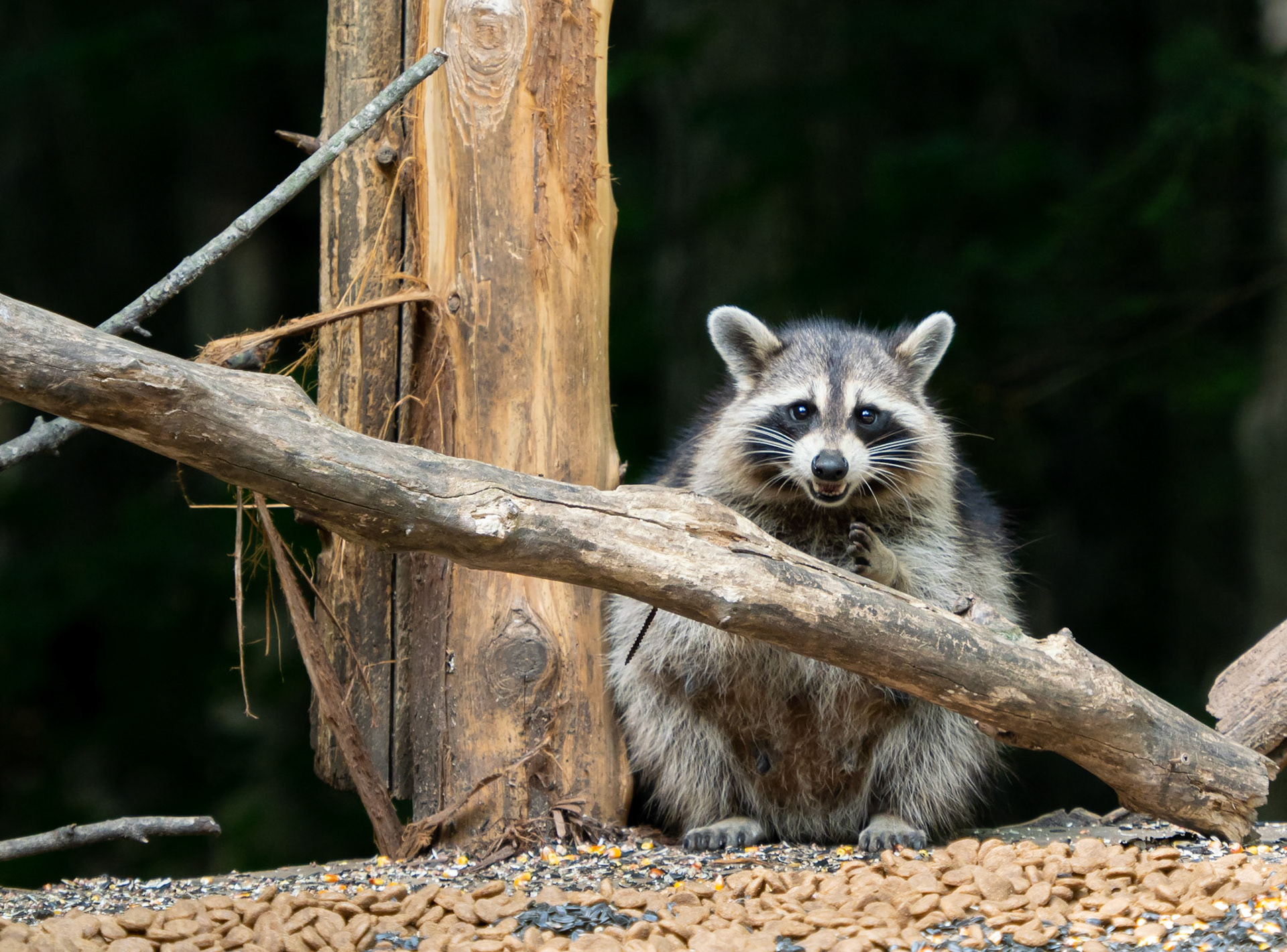 Raccoon