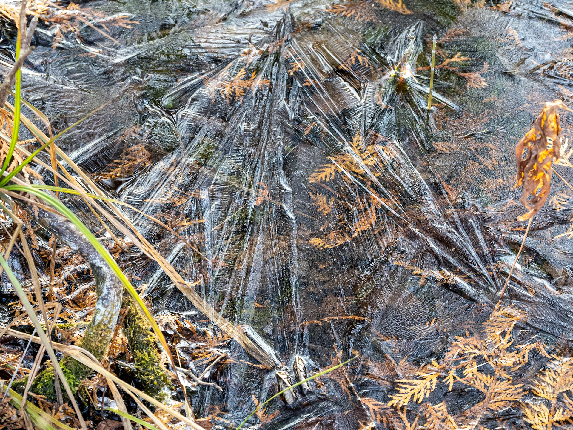 Thin coat of ice on a shallow puddle