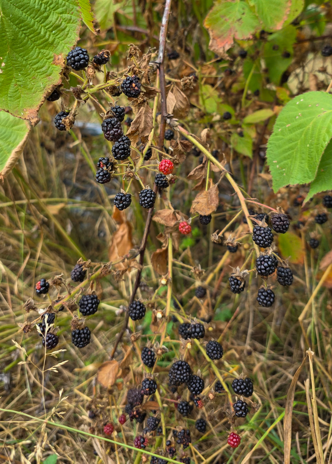 Blackberry
