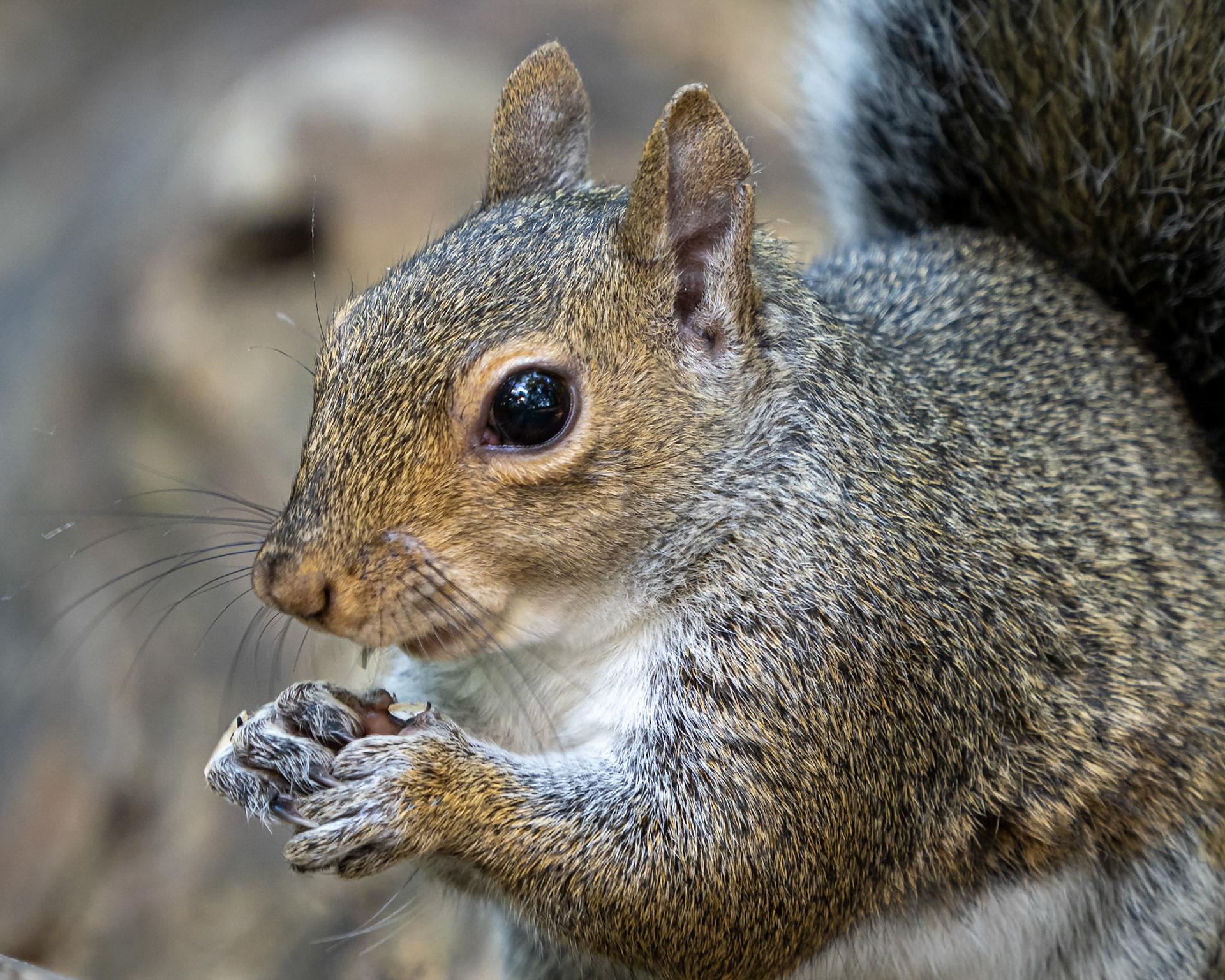 grey squirrel