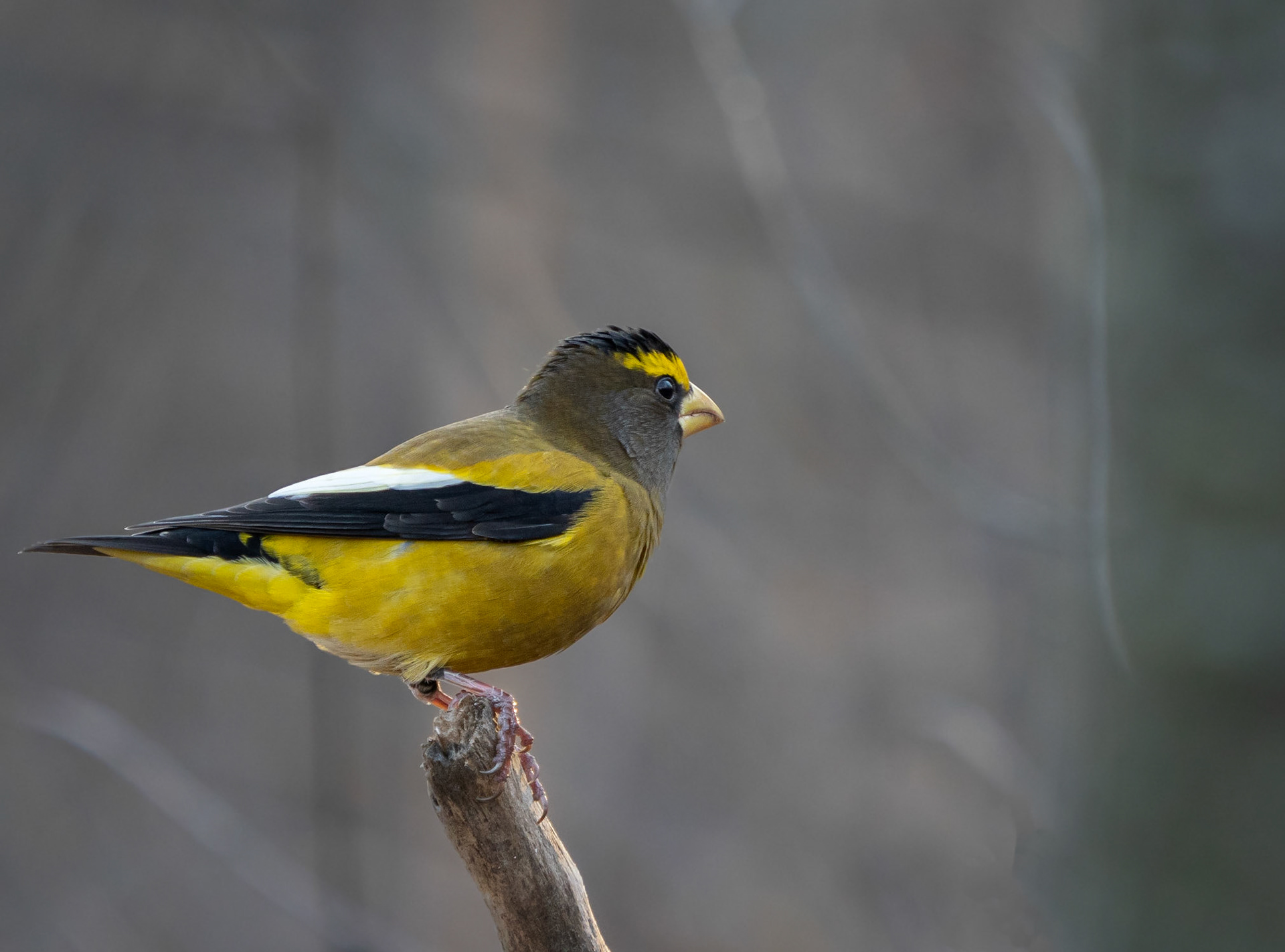 male evening grosbeak