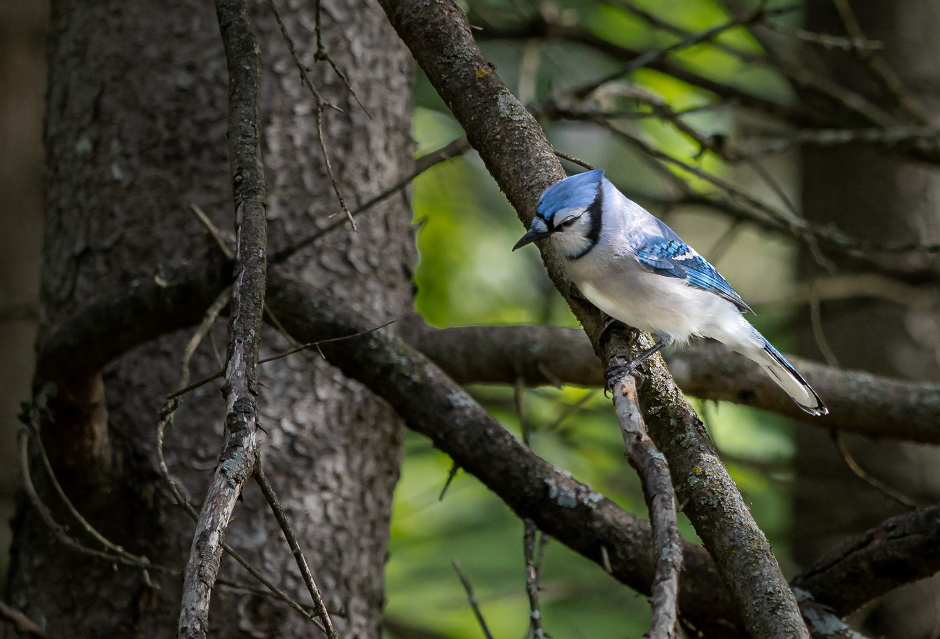 Blue jay