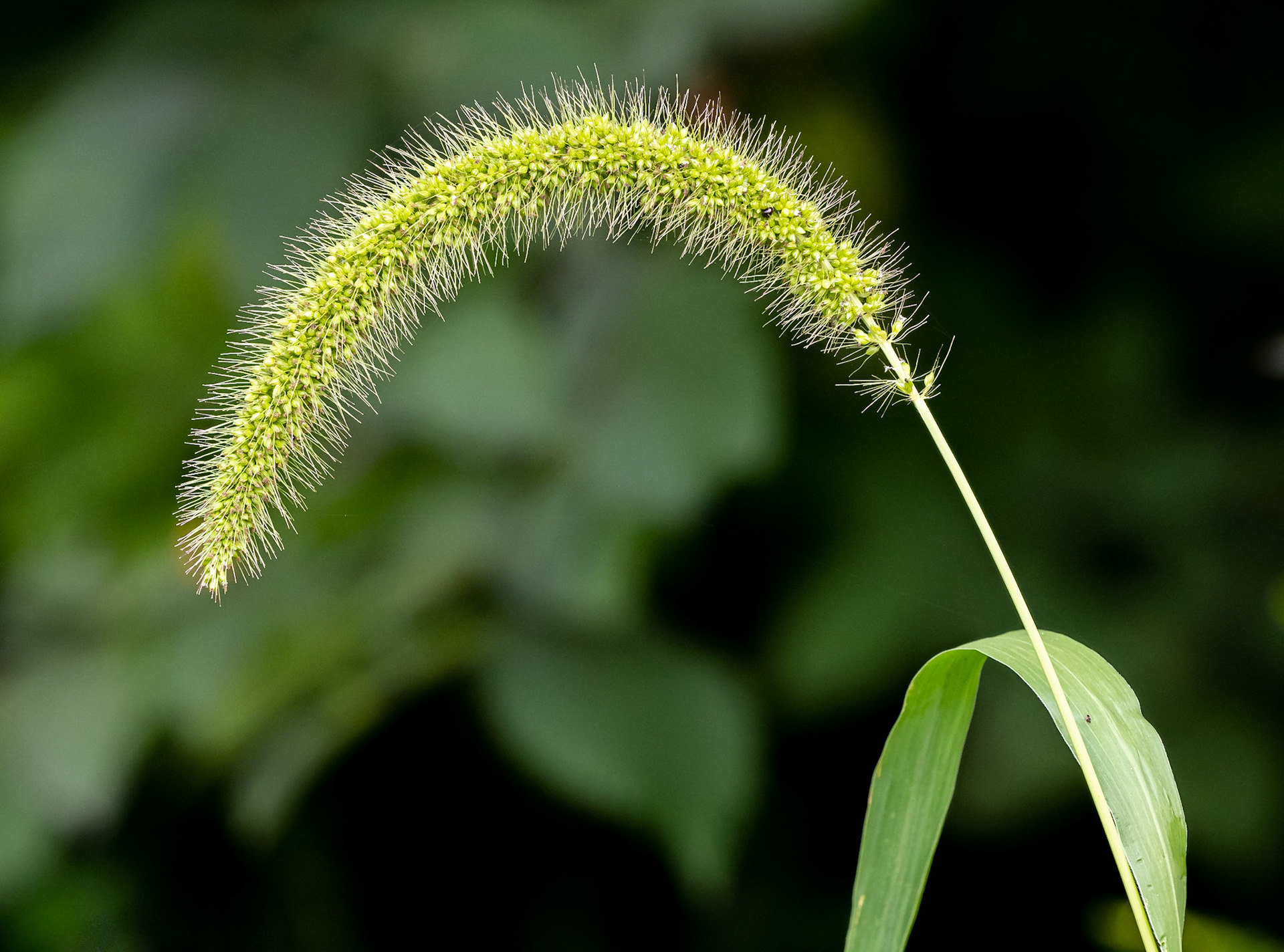 grass