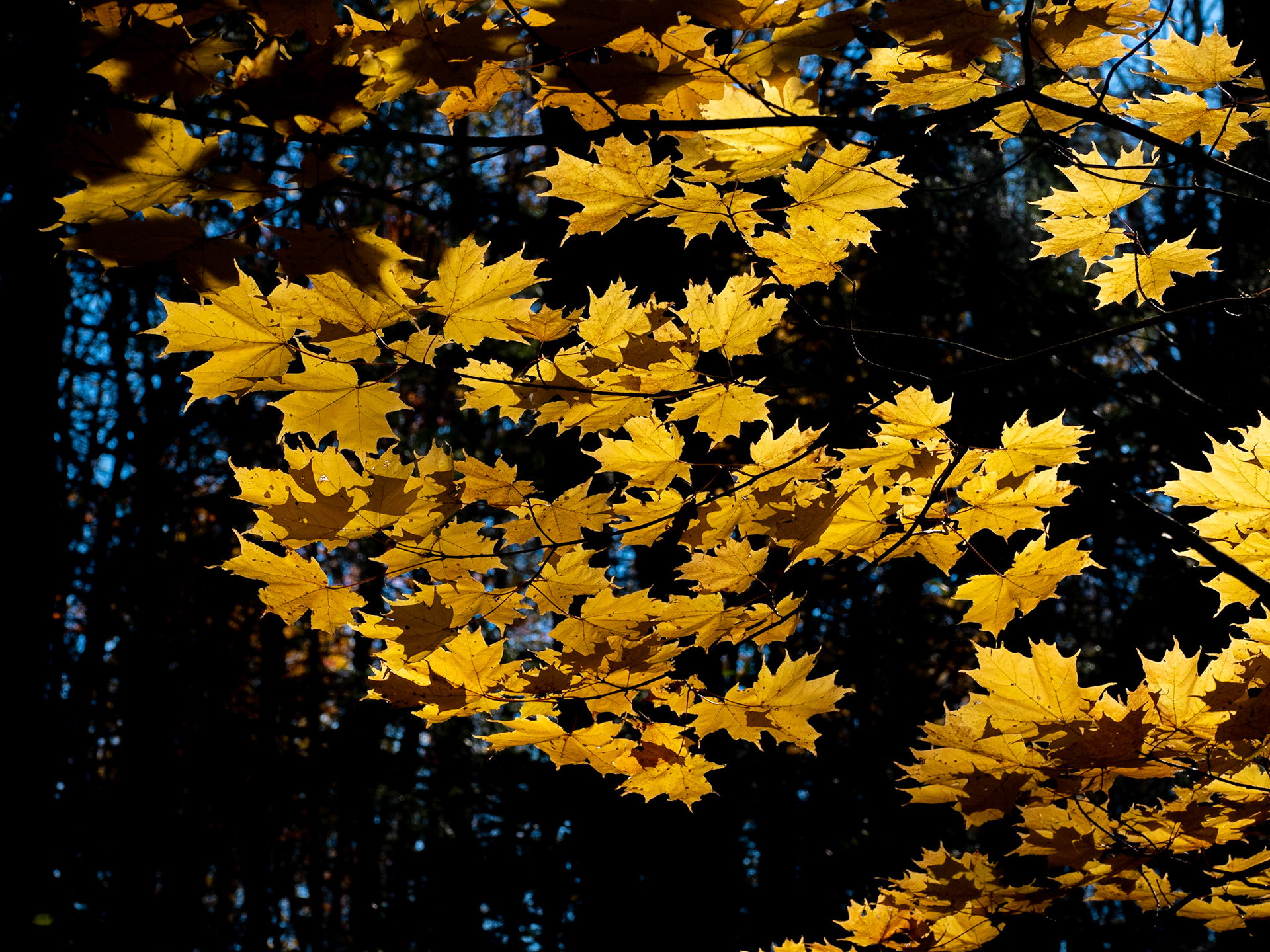 maple leaves