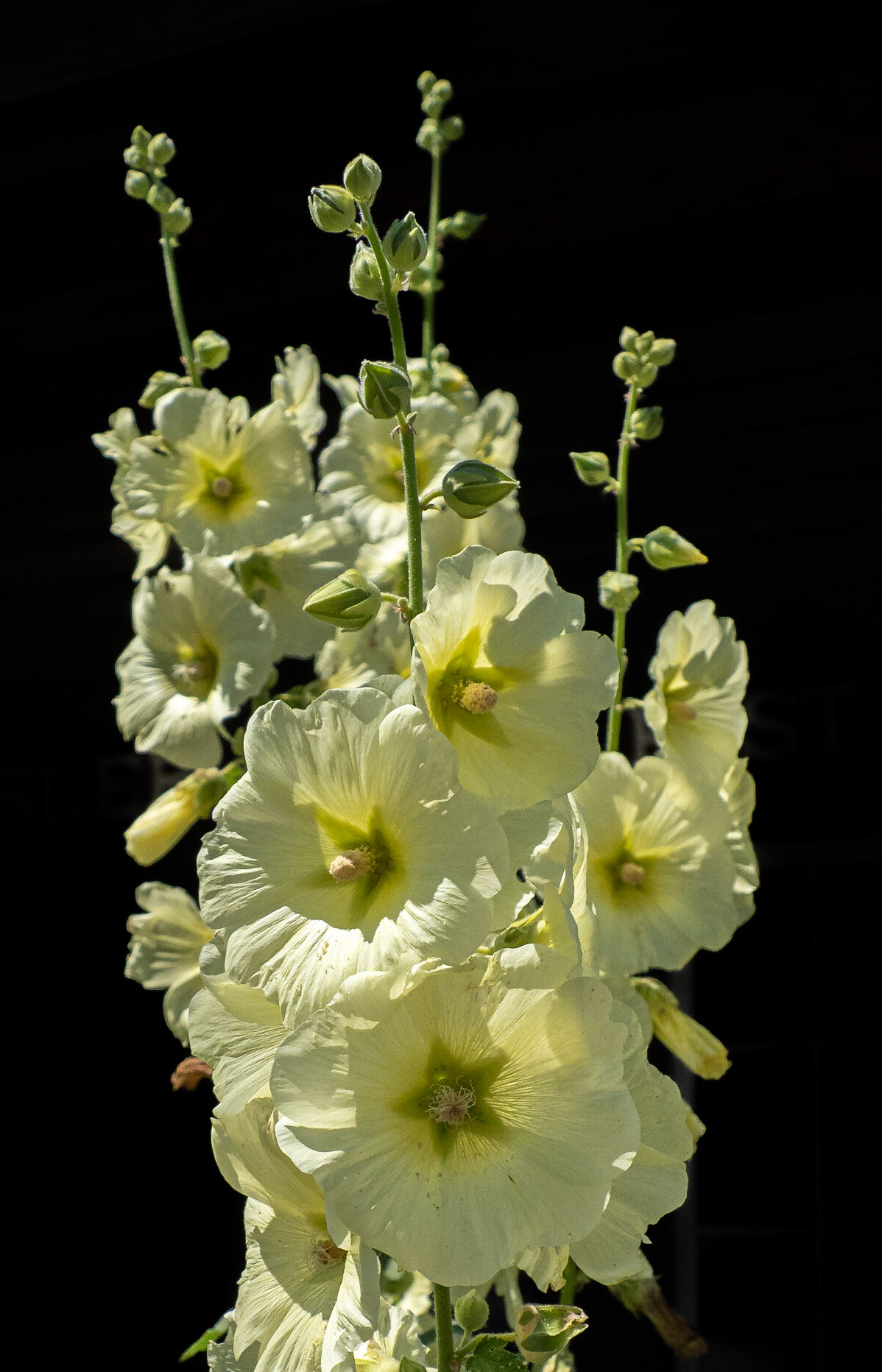 Hollyhocks