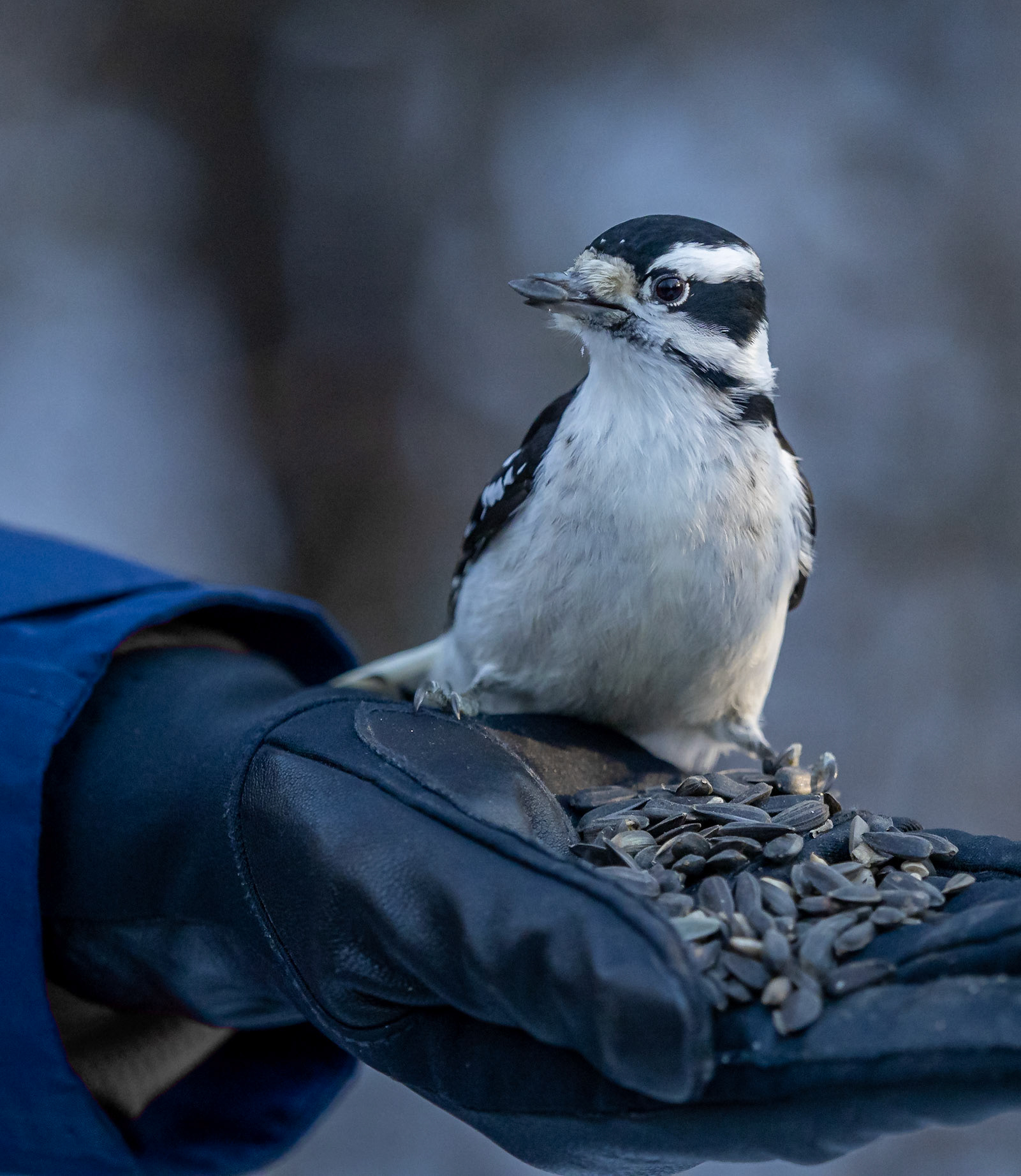 Female downy woodpecker