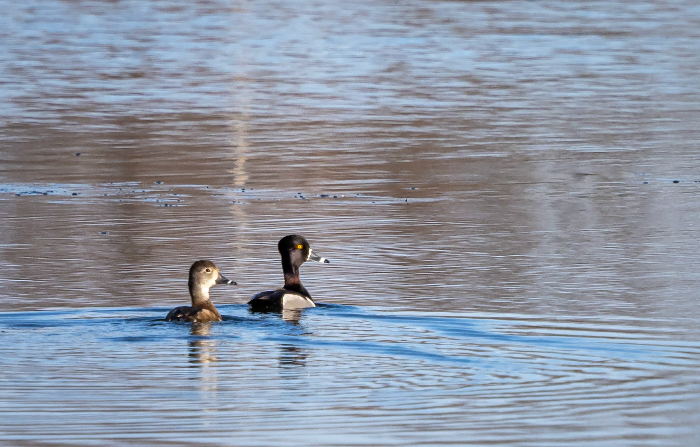 ring-neck duck