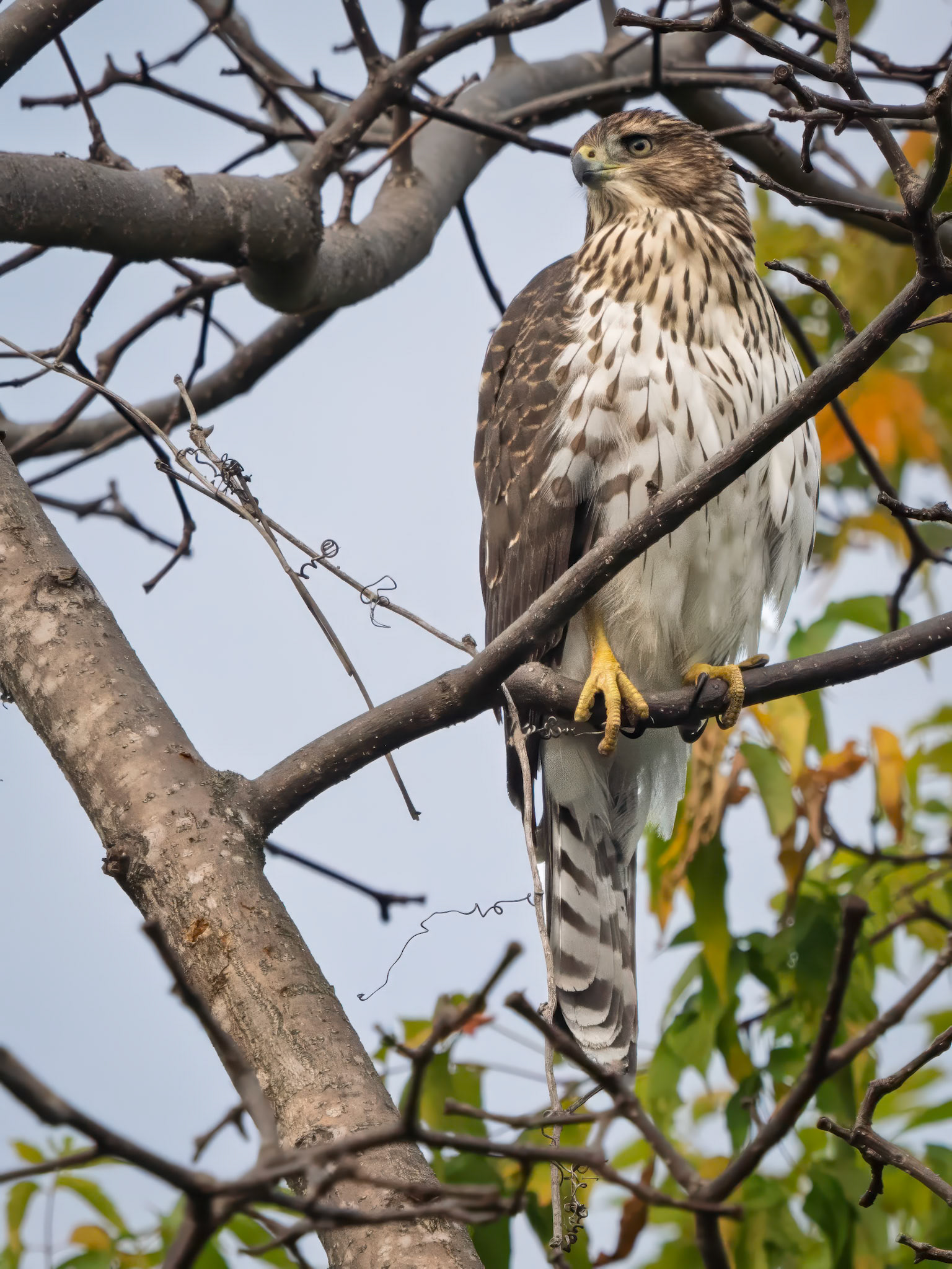Coopers hawk