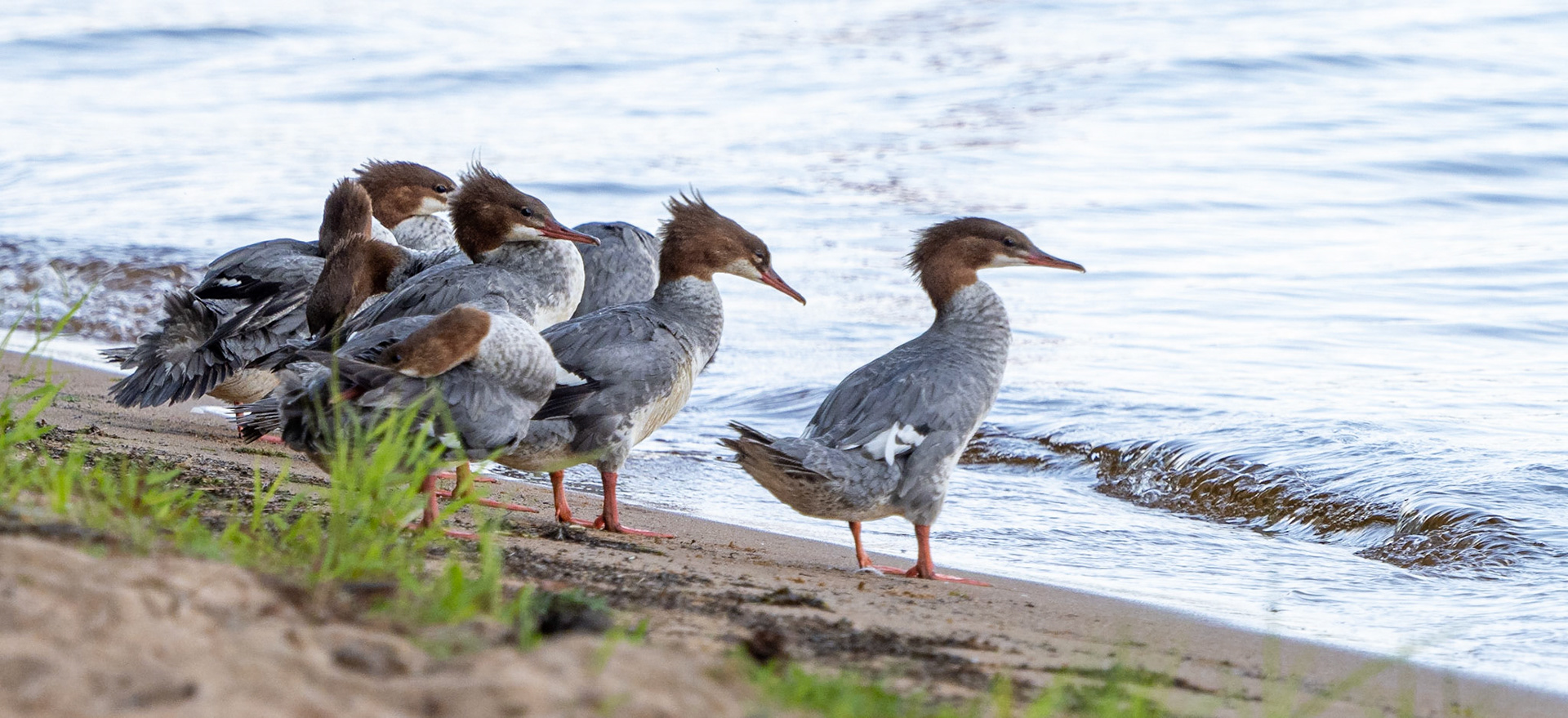 preening on the beach