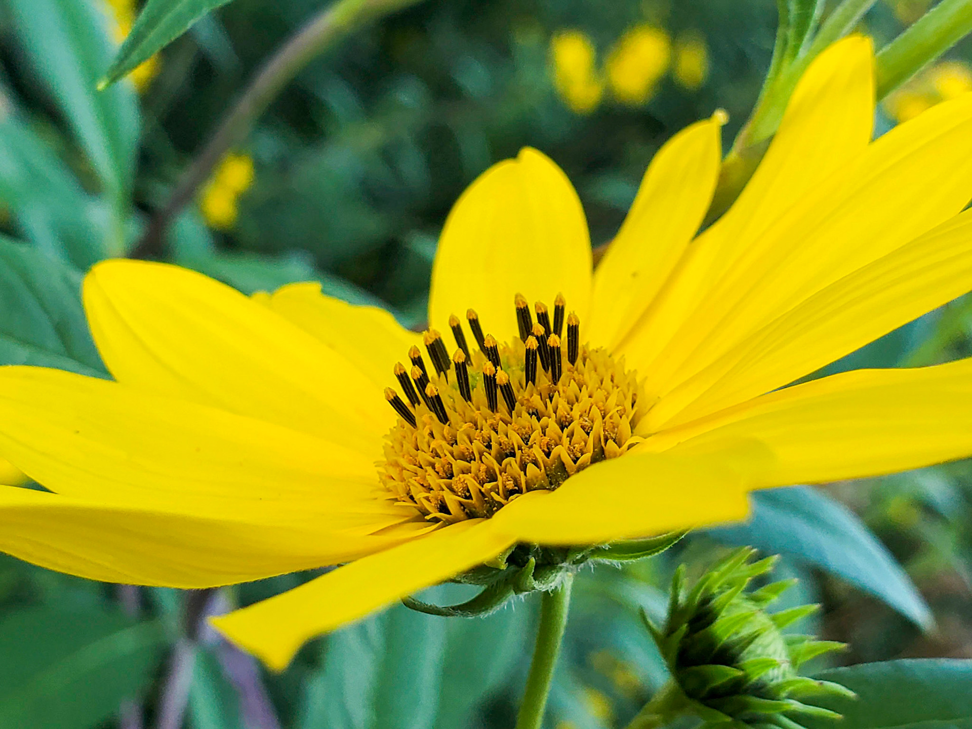 sunflower