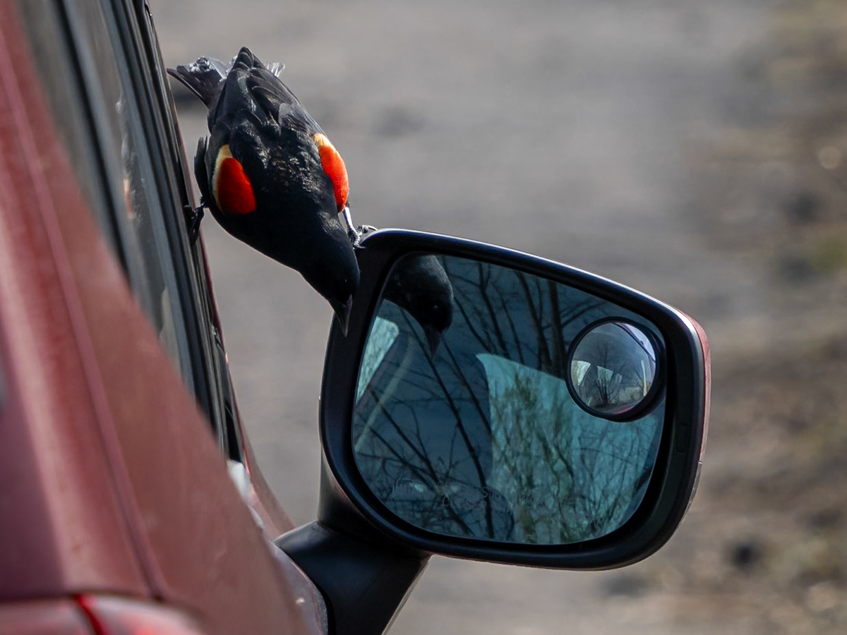 red-winged blackbird, Mud Lake