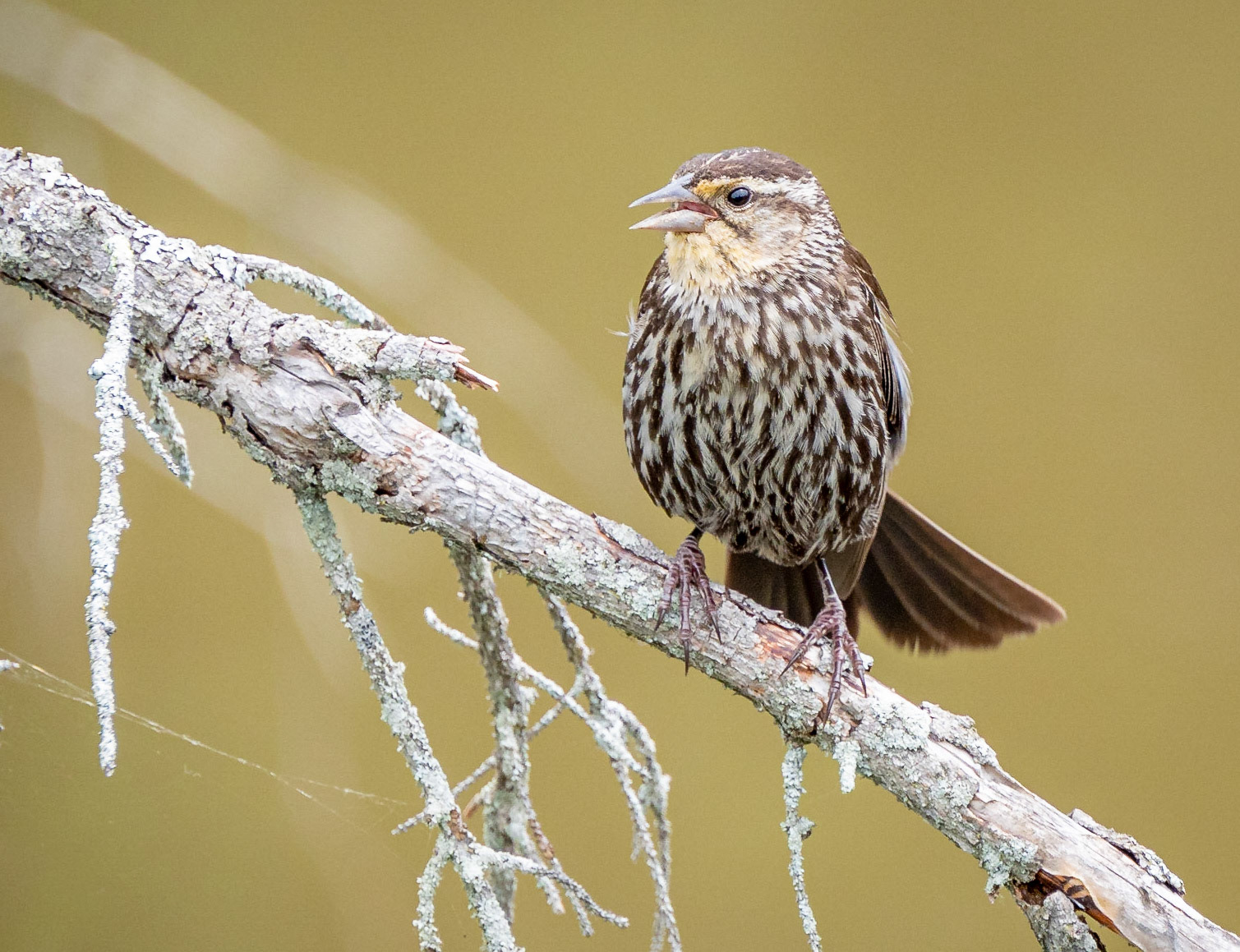 Juvenile (fledgling) red-winged blackbird