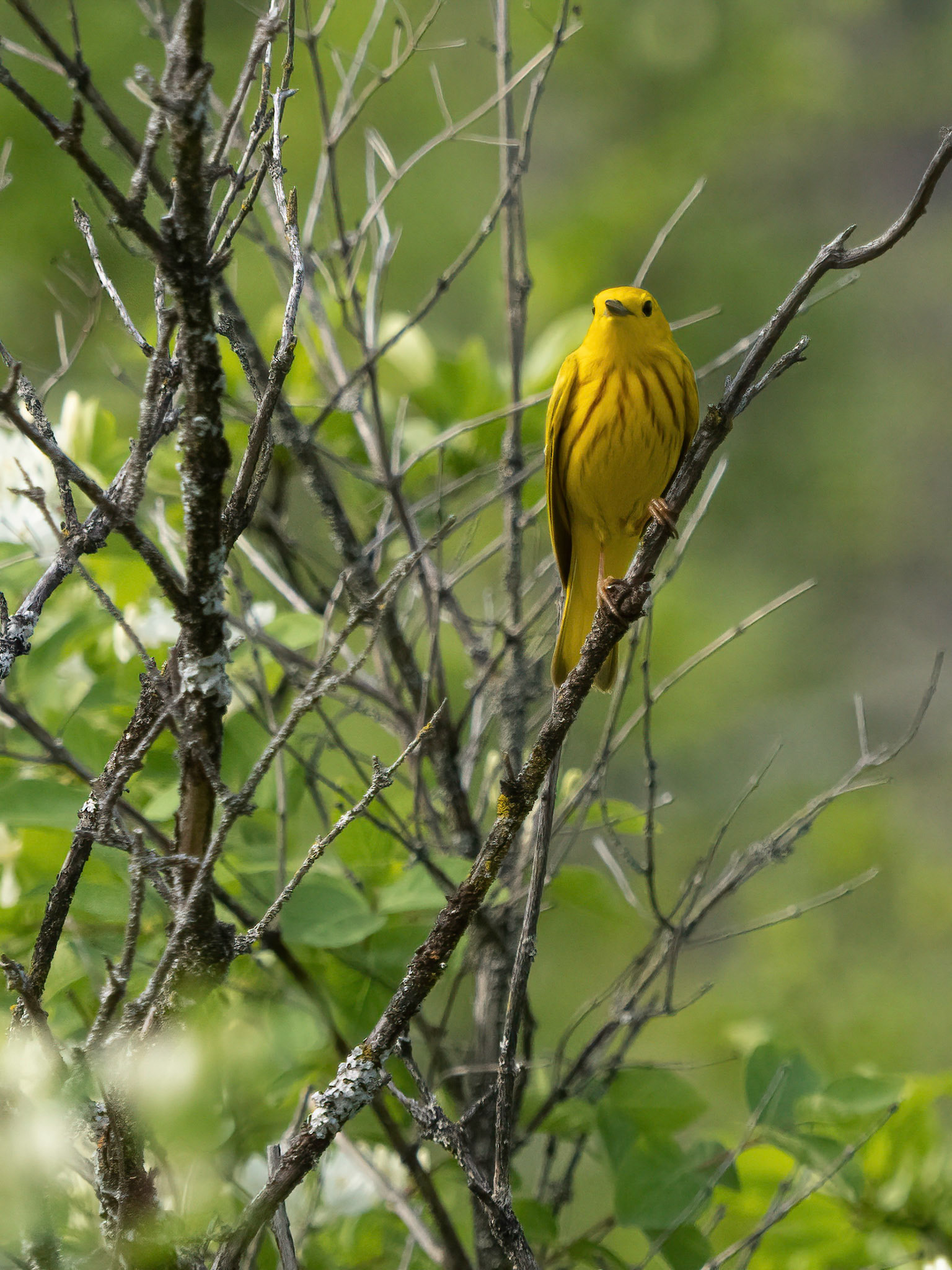 yellow warbler