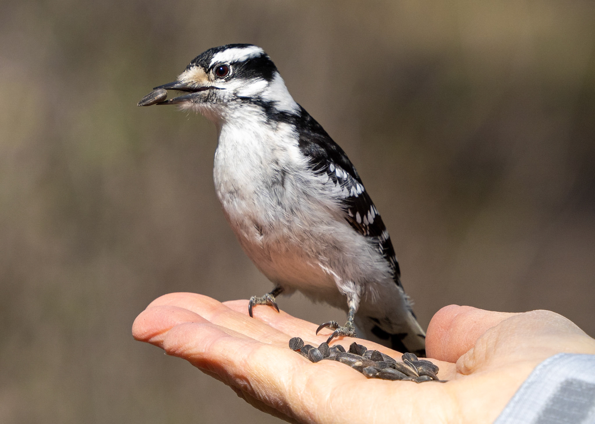 downy woodpecker