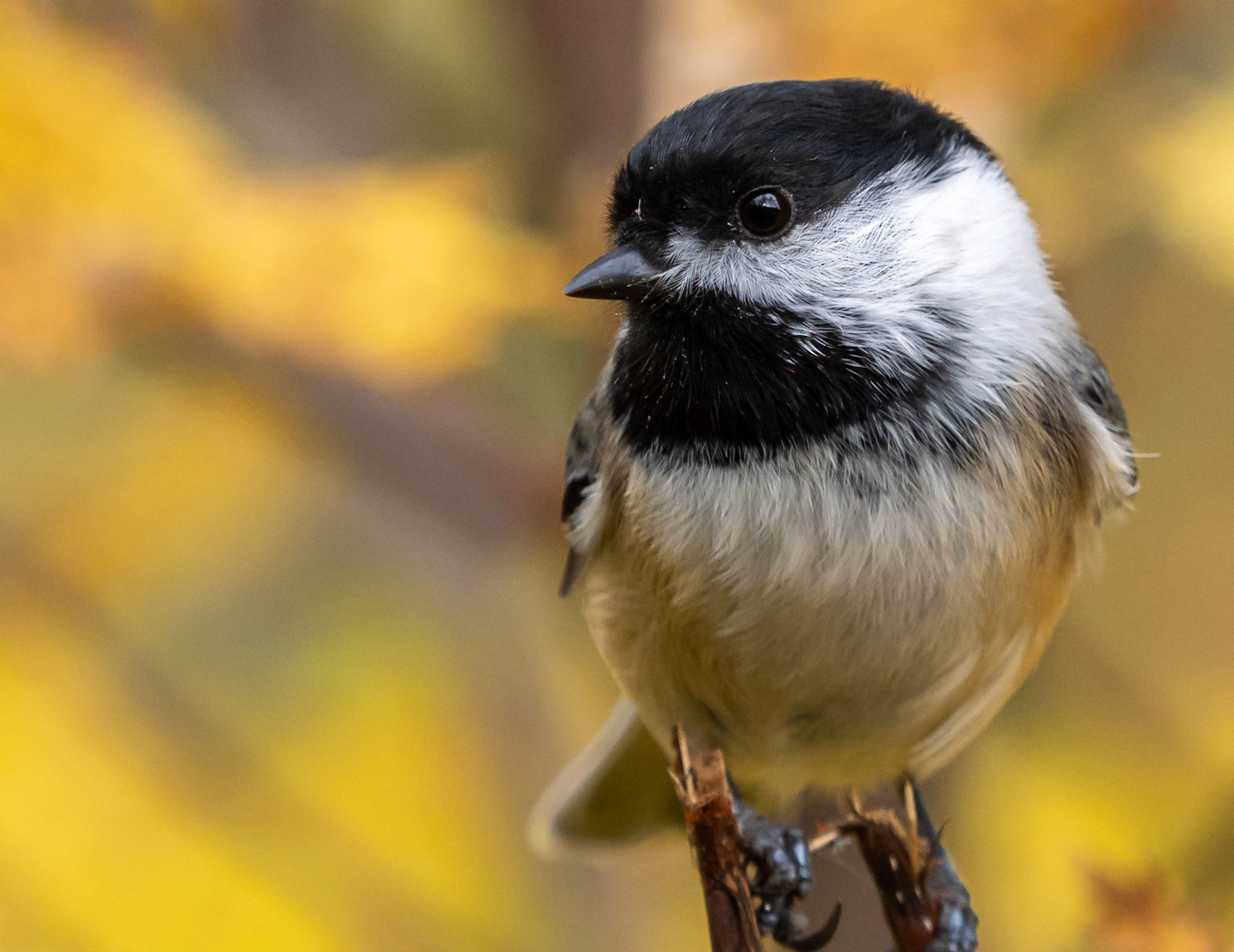 Chickadee