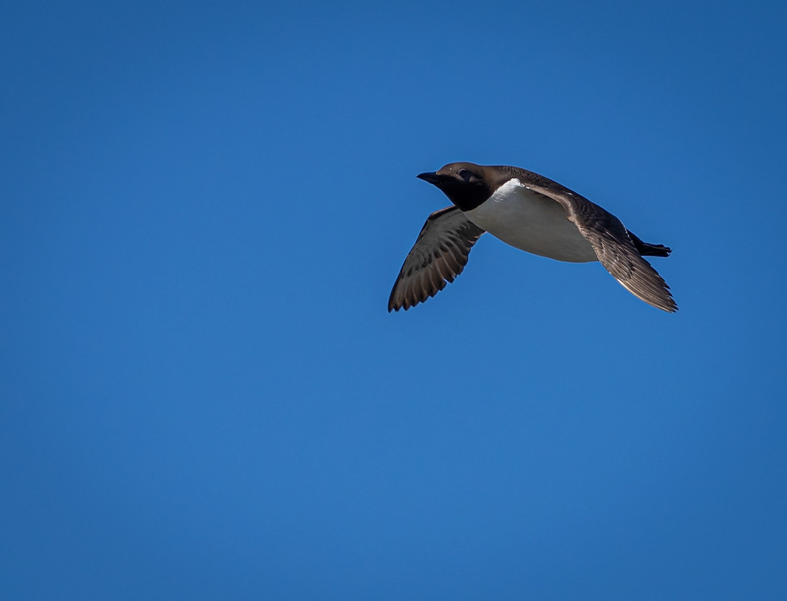 Common murre