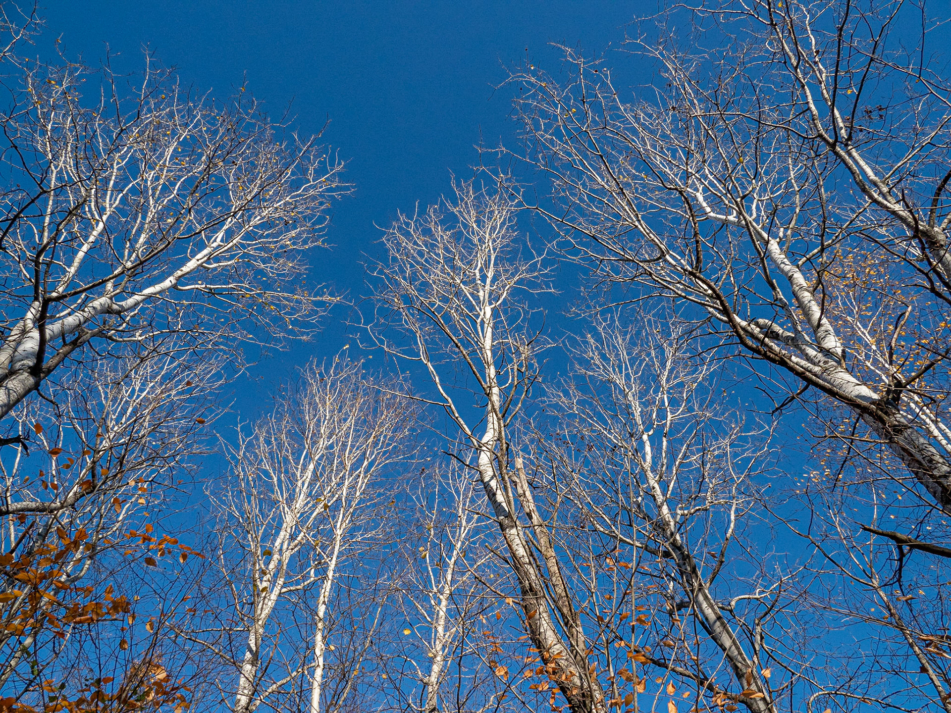 poplar trees