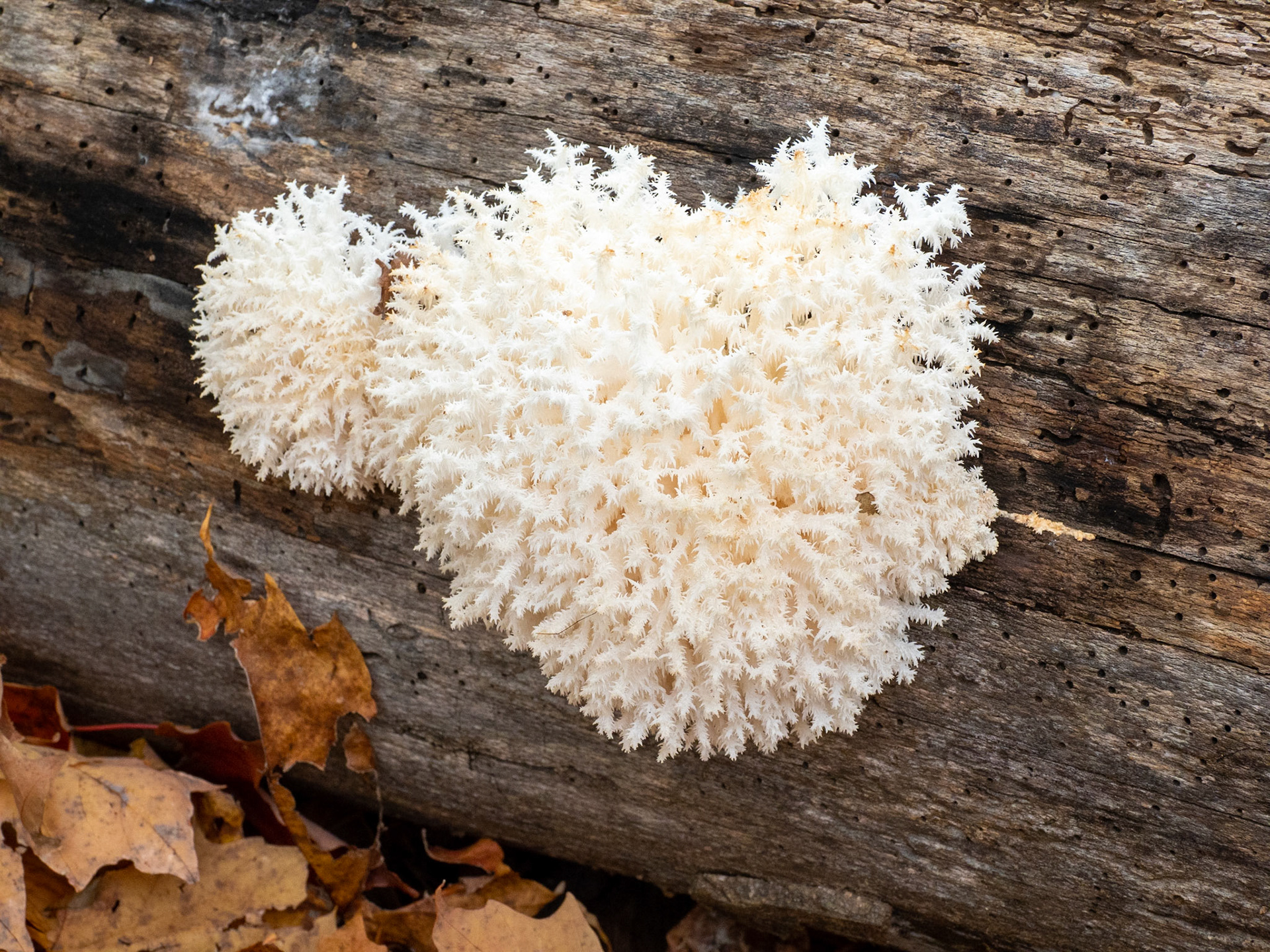 Coral tooth fungus